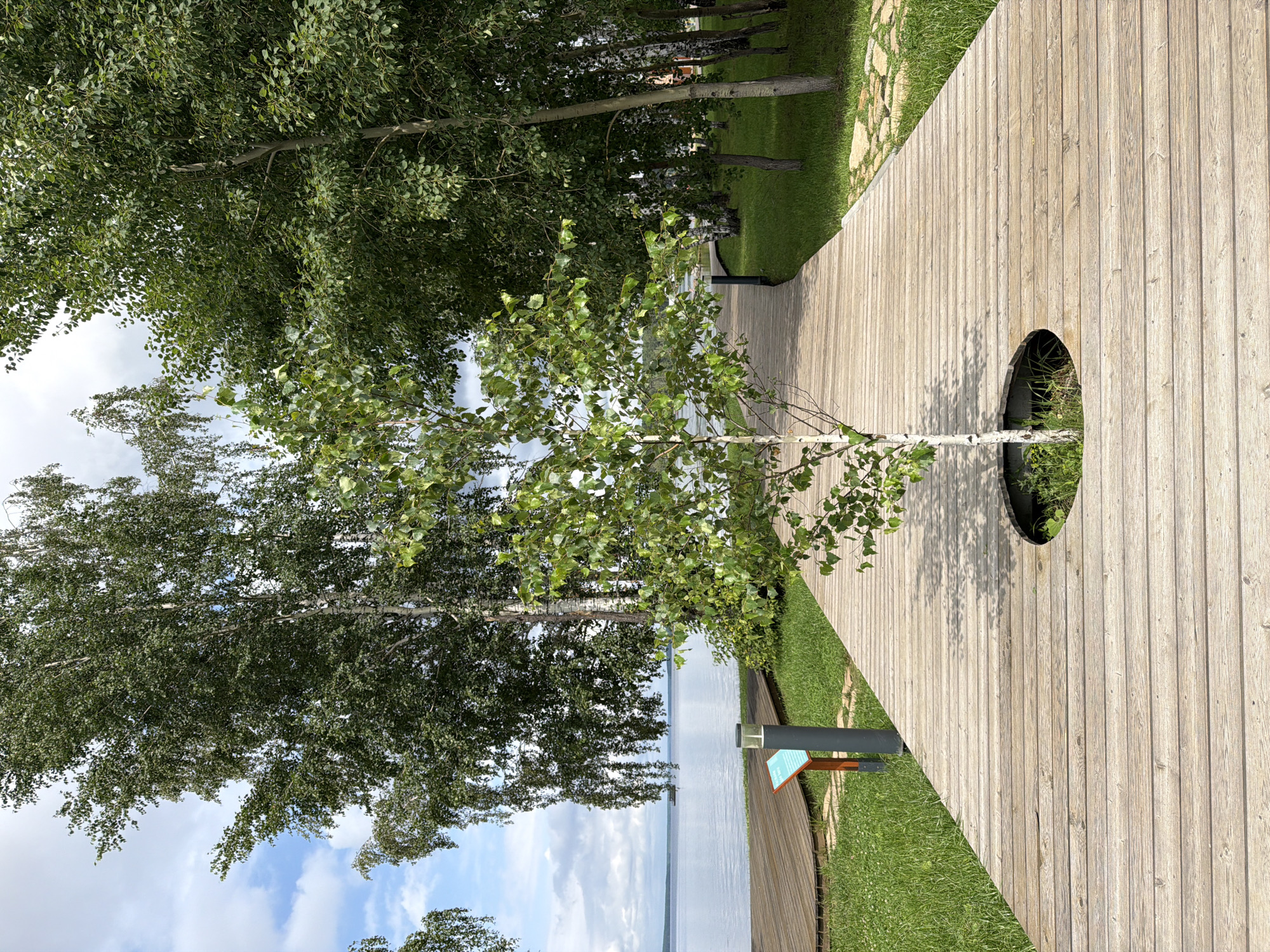 In Zarechny, Russia, a wooden boardwalk curves around a young birch tree planted in a circular opening in the walkway. The boardwalk leads towards a large body of water, likely a lake or river, visible in the background under a cloudy sky. Tall trees with dense green foliage line the right side of the path, casting shadows on the wooden planks. To the left of the boardwalk, a grassy area slopes down towards the water, with a small informational sign and a modern-style lamp post. The overall scene depicts a well-maintained park or recreational area.