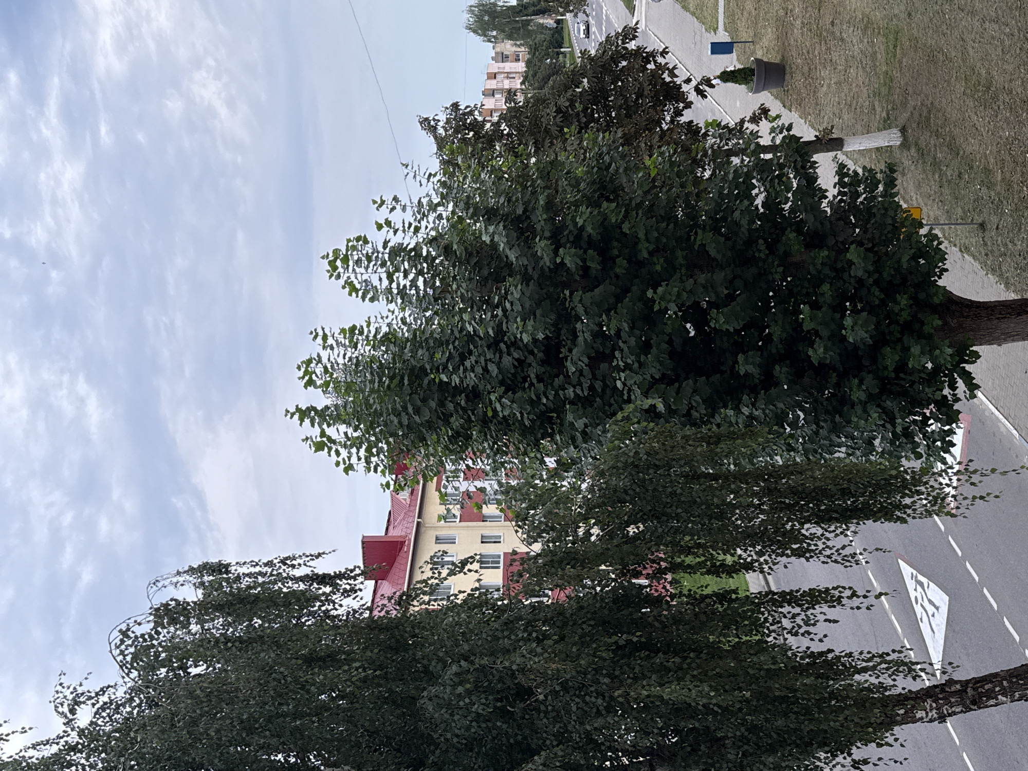 The image depicts a street scene in the city of Чавусы, Belarus, on an overcast day. In the foreground, a large tree with weeping branches dominates the left side of the frame, obscuring part of a road below. The road features a pedestrian crossing marked with a white triangle and figures. Adjacent to the road is a sidewalk, and beyond that, a grassy area with a potted evergreen tree. Further into the background, a multi-story building with a red roof and yellow and white facade is visible, partially hidden by foliage. To the right, another tree with dark green leaves stands prominently, and further down the street, a light-colored vehicle is seen driving on the road. The sky is filled with clouds, suggesting a temperate climate.