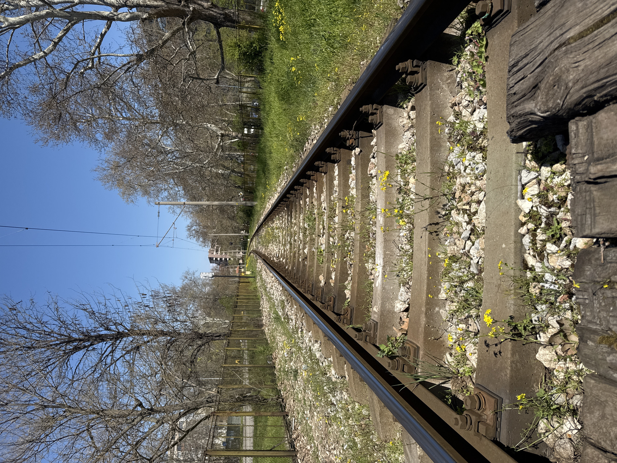 The image depicts a section of railway track in Plovdiv, Bulgaria, extending into the distance under a bright blue sky. The tracks are flanked by concrete sleepers, interspersed with ballast stones and patches of yellow wildflowers. To the left of the tracks, a green grass and a chain-link fence line runs parallel, with bare trees visible beyond. Overhead electrical lines for the train are also seen. In the distance, some buildings can be observed.