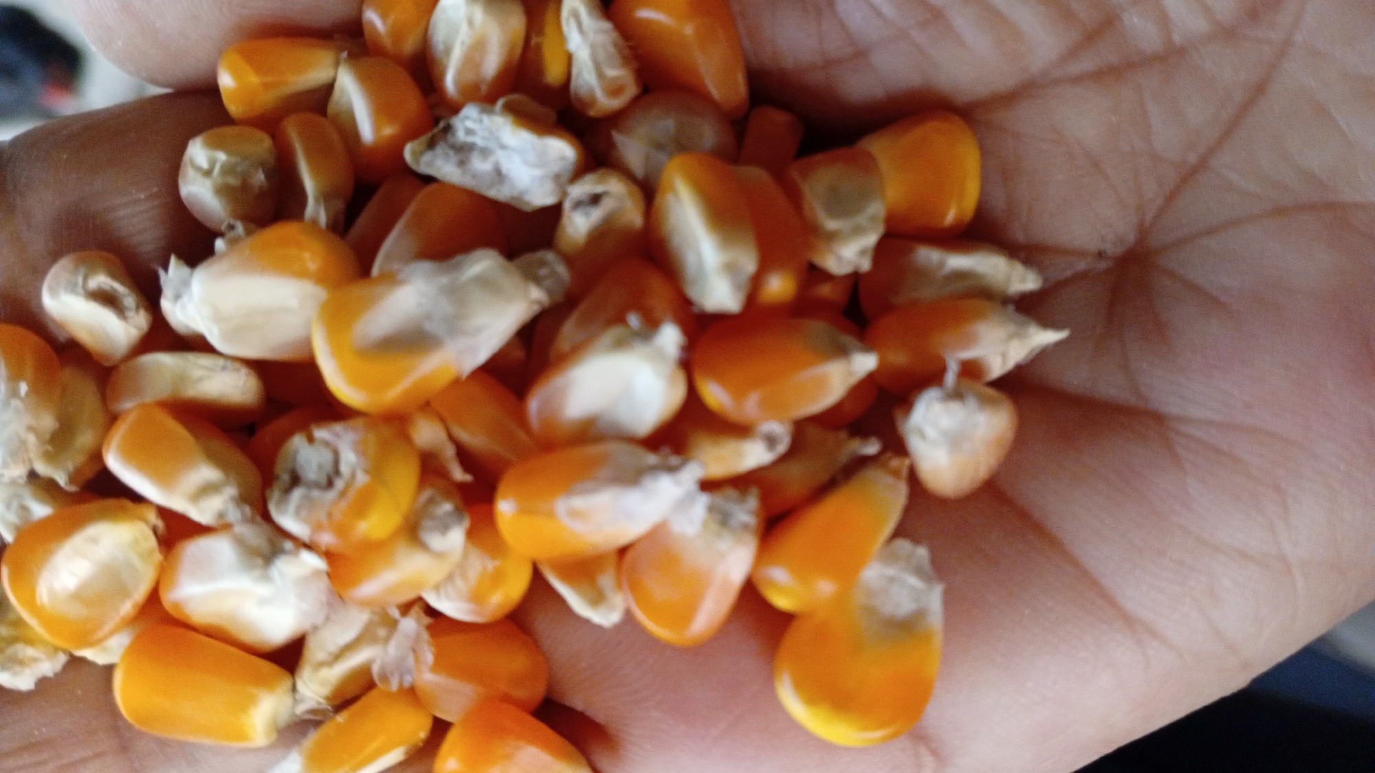 The image is a close-up, high-angle shot of a person's hand holding a pile of dried corn kernels. The kernels are predominantly yellow with some white at the tips. They are uneven in shape and size, with some appearing cracked or incomplete. The hand is cupped and positioned to display the corn. The background is blurred, but appears to be an outdoor setting, possibly in a rural area. There is no indication of the city of Kasang Pudak, Indonesia in the image.
