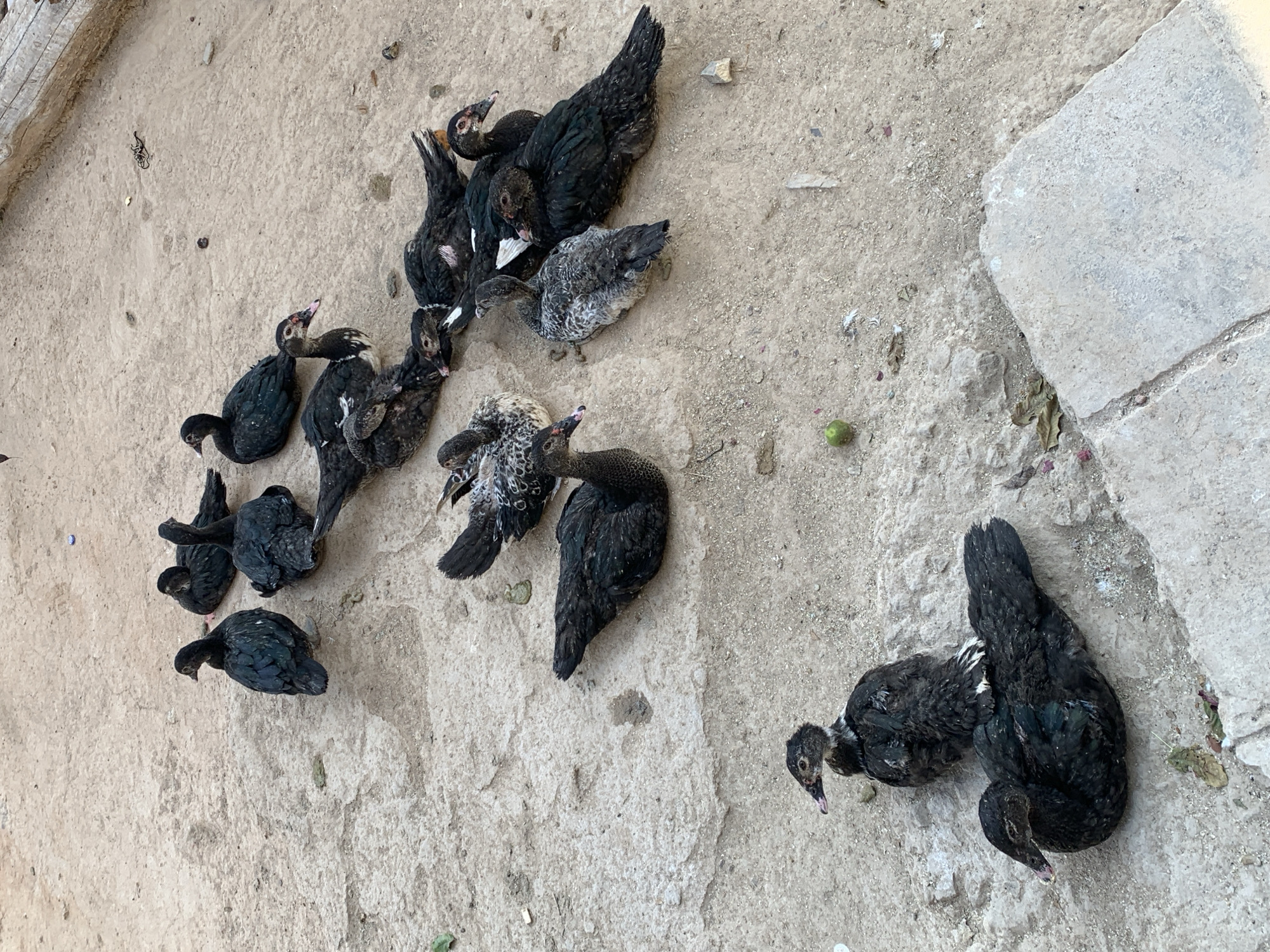 A flock of Muscovy ducks are gathered on a dusty, concrete surface in Dodoma, Tanzania. The ducks are predominantly black with some showing white or grey markings. Several ducks are resting, while others are alert and looking around. The environment appears to be an outdoor area, possibly a courtyard or yard, with the ground composed of a mix of packed dirt and concrete slabs. There is evidence of debris scattered on the ground, including small stones and dried leaves. The lighting suggests it is daytime.