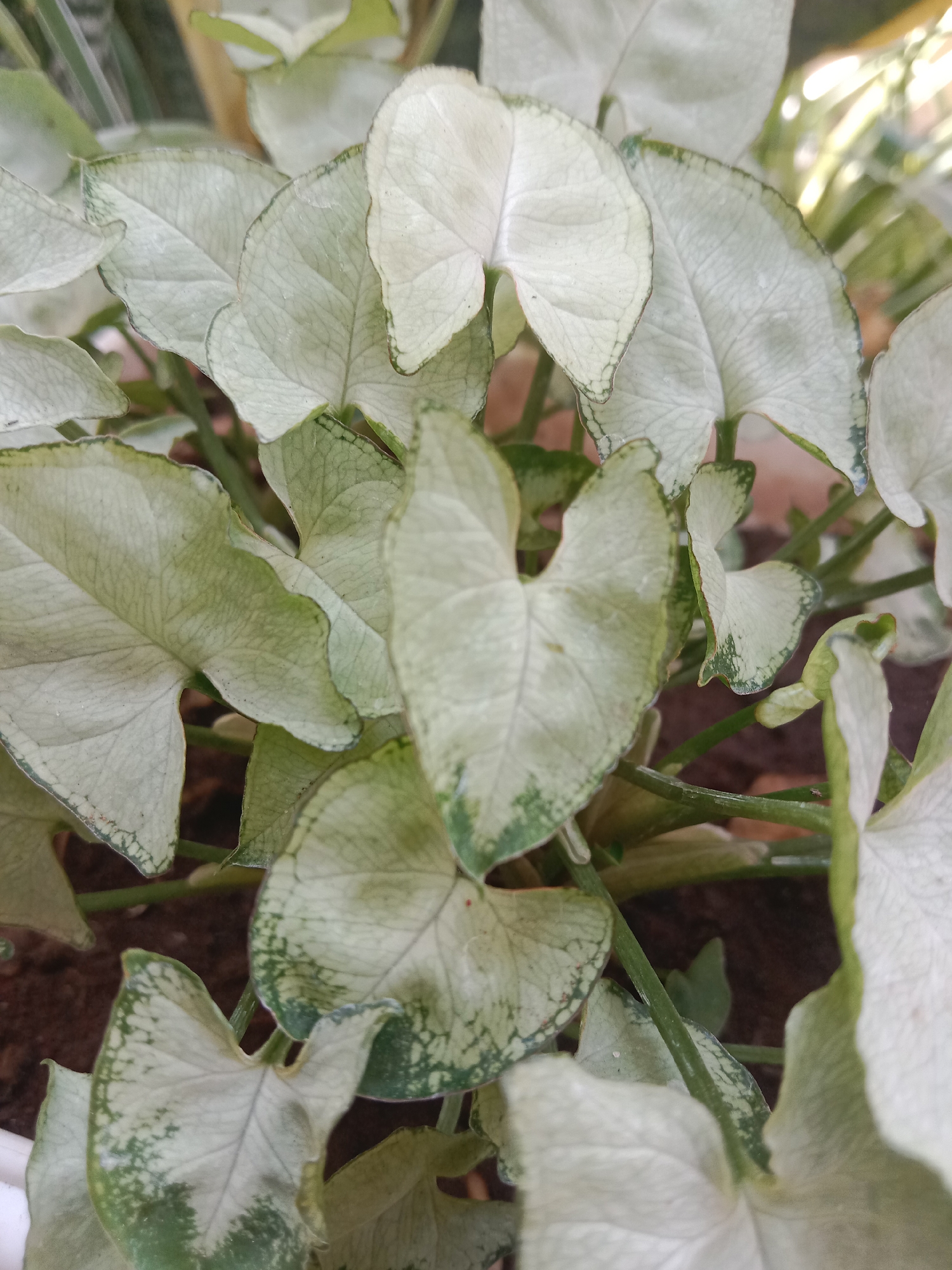 This is a close-up, high-angle, eye-level photograph of the leaves of a Syngonium plant, likely in a potted setting. The leaves are heart-shaped with variegated patterns of pale green and white, and distinct green veins. Some leaves have a darker green, almost scalloped edge. The plant is growing in dark soil, and out-of-focus green foliage is visible in the background. The lighting is bright, suggesting an outdoor or well-lit indoor environment. This scene is located in the city of Probolinggo, Indonesia.