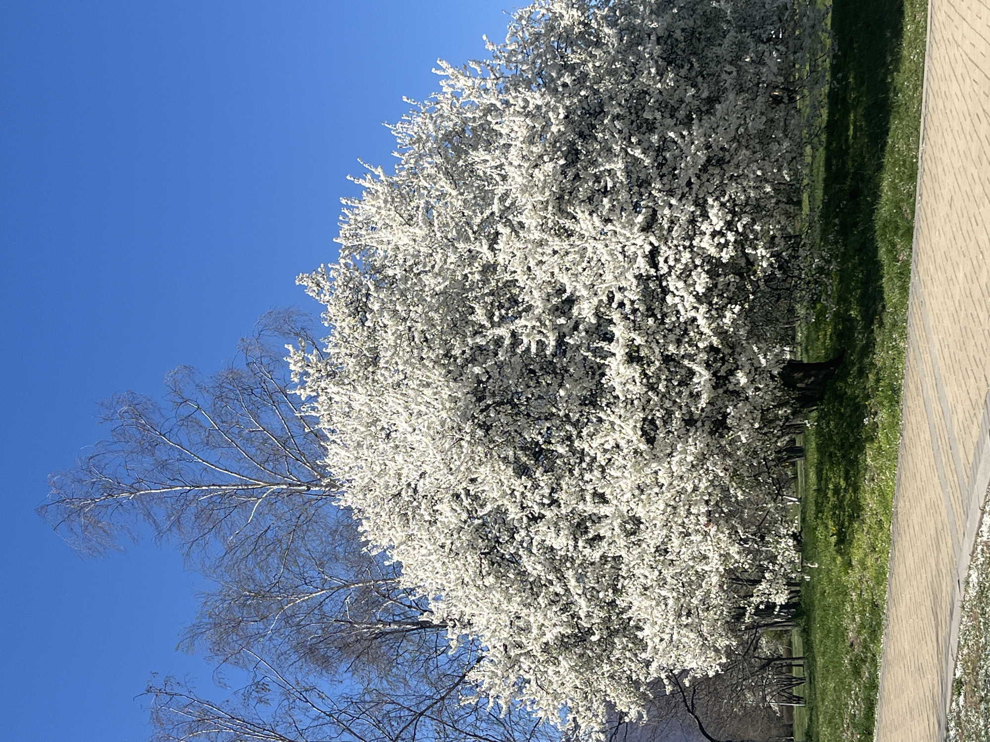 The image depicts a blossoming tree with dense white flowers, contrasting against a clear blue sky in Sofia, Bulgaria. Another tree with bare branches is visible to the left. The blooming tree is situated next to a patch of green grass and a paved walkway, suggesting a park or urban green space. There are no people visible in the image.