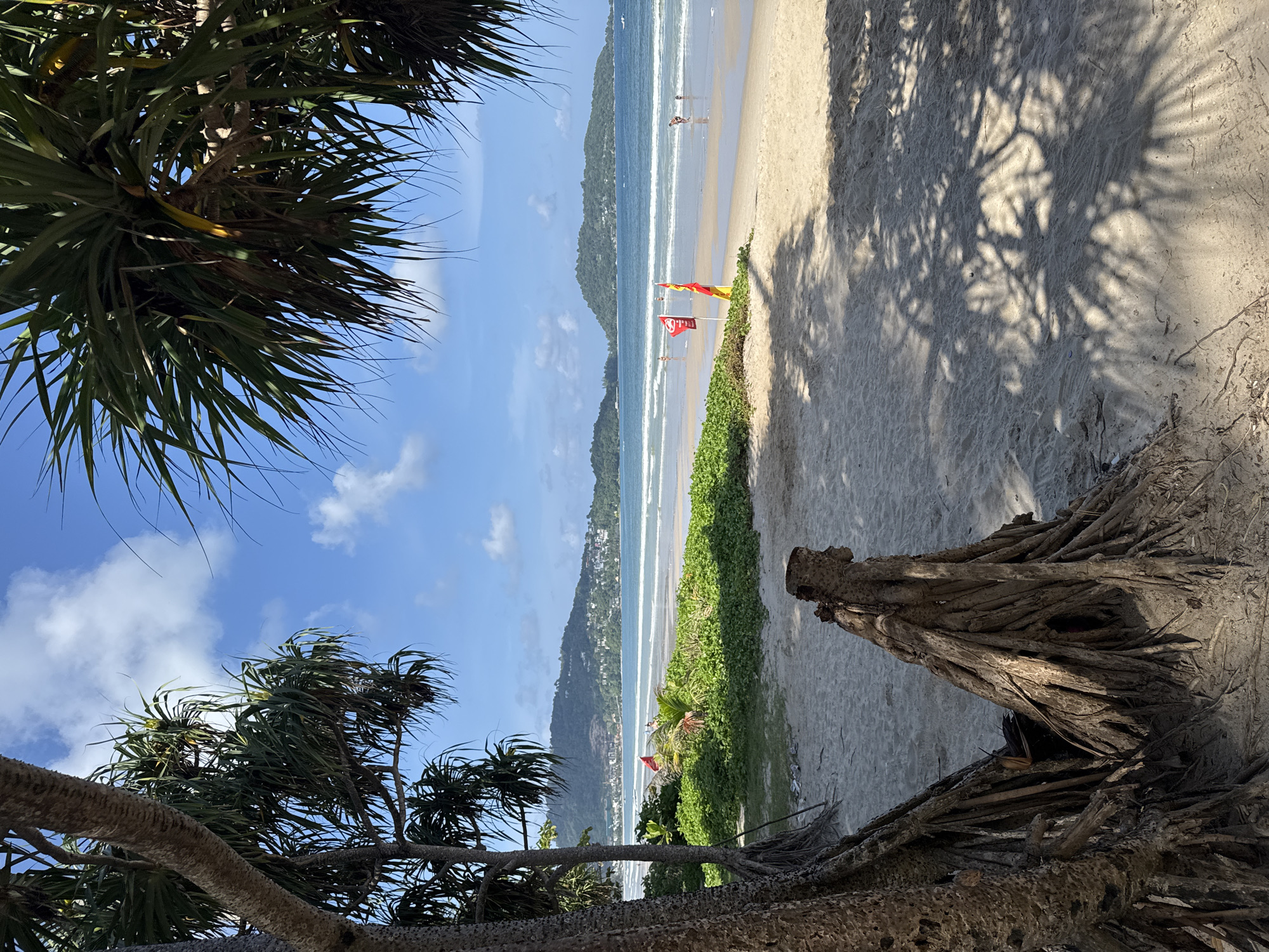 The image depicts a tropical beach scene with a body of water and a sandy shoreline. In the foreground, the exposed roots of a tree are visible on the sand, with palm fronds casting shadows on the beach. Beyond the sand, a line of lush green vegetation borders the ocean. The water is blue with gentle waves, and in the distance, hills covered in greenery rise from the coastline. Several people are scattered across the beach and in the shallow water, appearing to be enjoying the seaside. Two flags, one red and one yellow, are planted in the sand near the water's edge, possibly indicating swimming conditions or a designated area. The sky is blue with scattered white clouds. The image is taken from a slightly elevated perspective, looking out towards the ocean.