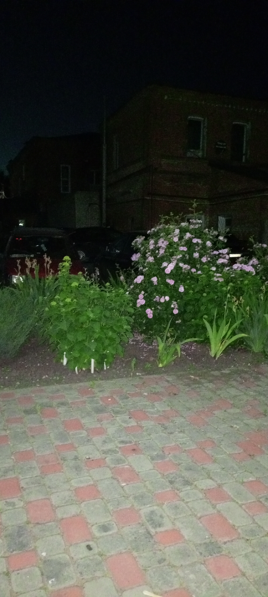 The image depicts an exterior scene at night in Kirsanov, Russia. The foreground features a paved walkway constructed from red and grey rectangular interlocking pavers. Beyond the walkway, a garden area is visible with various plants. Prominently featured is a flowering bush with numerous small pink blossoms, and to its left, a leafy green shrub with thin white vertical elements protruding from its base. Further back, two dark-colored cars are parked side-by-side. In the background, a two-story brick building is visible, with dark rectangular windows. The sky above is dark, indicating nighttime.