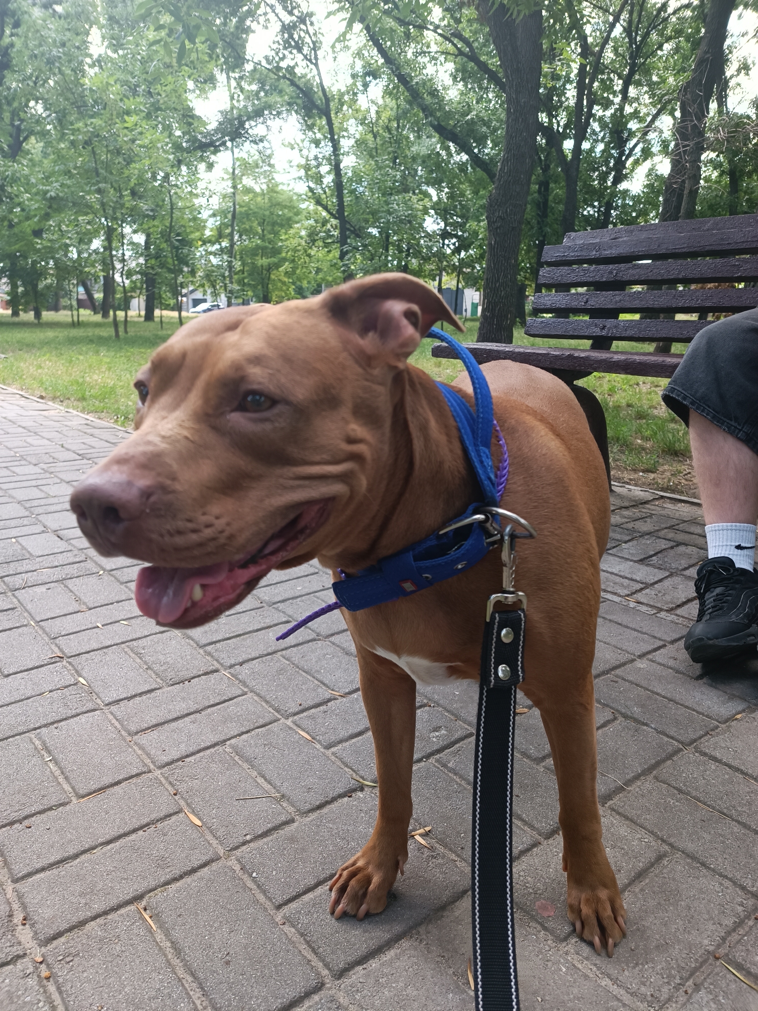 The image shows a brown pit bull dog standing on a paved walkway in a park. The dog is wearing a blue collar with a leash attached. A park bench made of dark wood is visible in the background, along with trees and grass. A person's legs, wearing dark shorts and black sneakers, are visible on the right side of the image, seated on the bench. The scene appears to be outdoors on a cloudy day. It is not possible to determine the specific location within the city of Zaporizhzhia, Ukraine from the provided image.