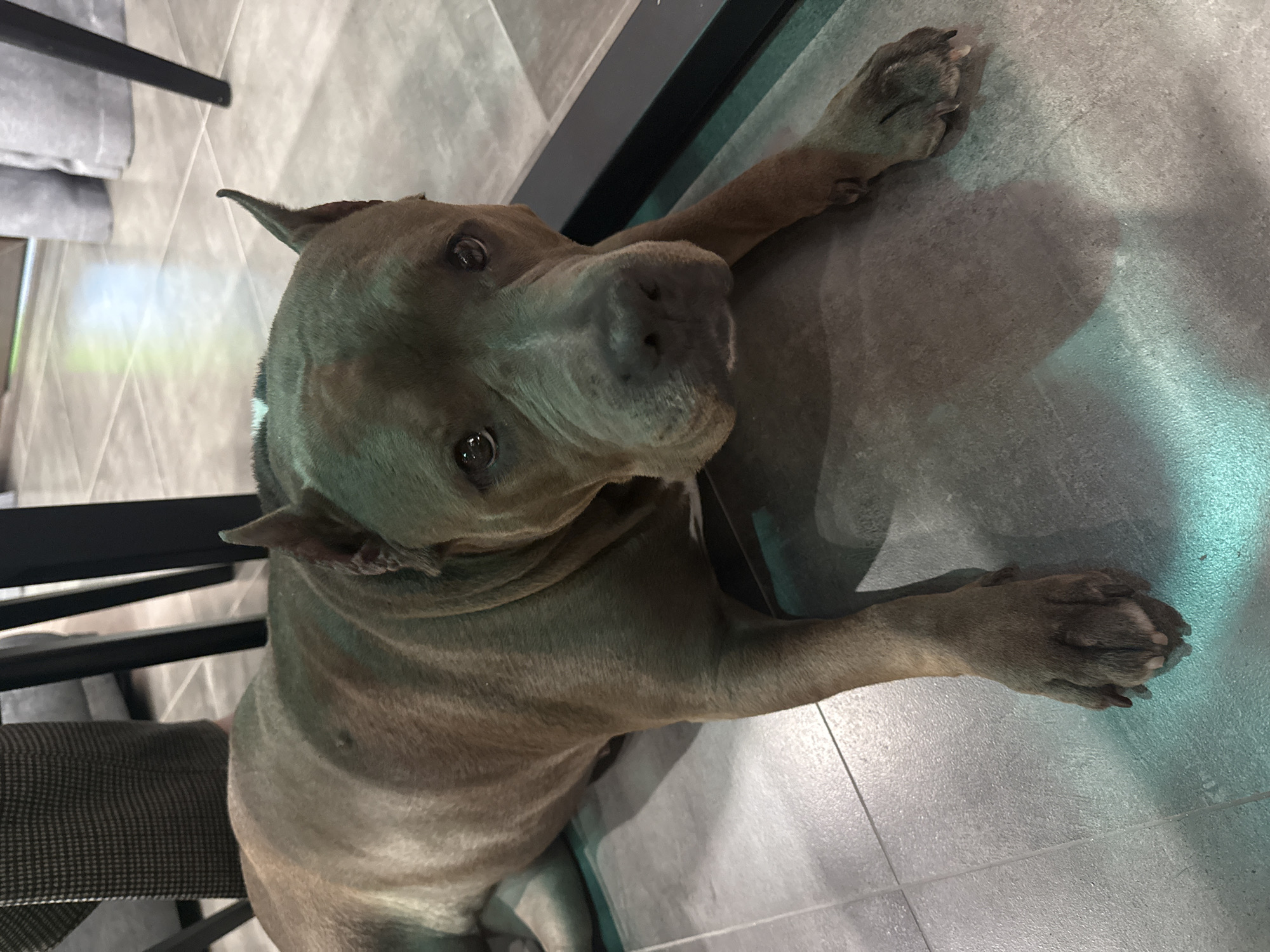 A gray-coated pitbull-type dog is lying on a gray tiled floor. Its front paws are stretched out in front of it. A chair with gray cushions is visible to the left of the dog. A black, indeterminate object is visible between the dog and the wall. The location of the photo is not discernible.