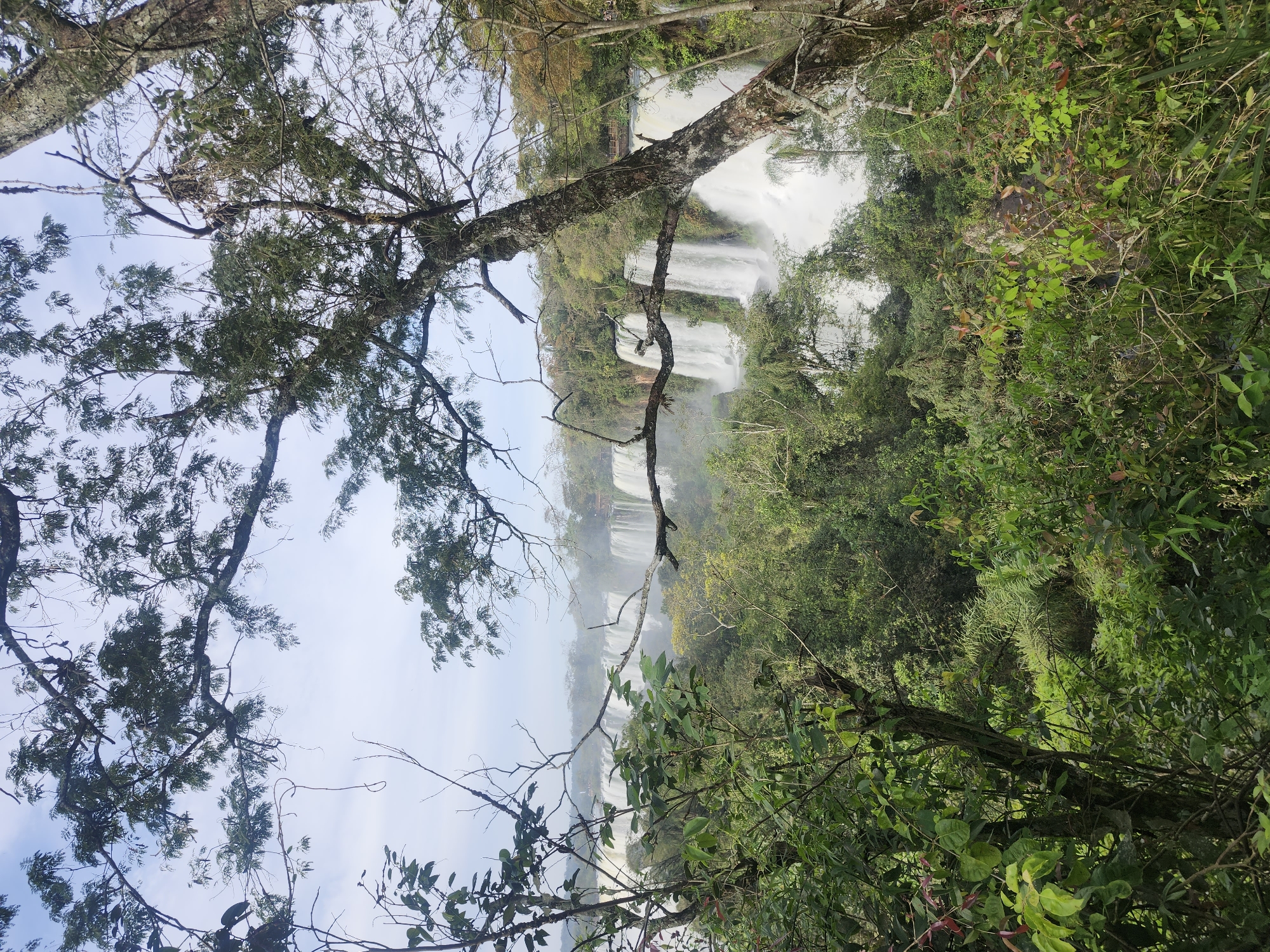 The image captures a panoramic view of Iguazú Falls, located in Iguazú National Park near Puerto Iguazú, Argentina. In the foreground, lush green foliage and tree branches frame the scene, creating a natural pathway into the vista. Dominating the mid-ground and background are multiple cascades of Iguazú Falls, their white water plunging over rock ledges amidst a misty haze. The surrounding environment is dense with tropical vegetation, showcasing a vibrant green jungle that extends as far as the eye can see. The sky above is a soft, cloudy blue, suggesting a daytime setting. The scene is devoid of any human presence or activity, focusing entirely on the natural grandeur of the waterfalls and the surrounding wilderness.