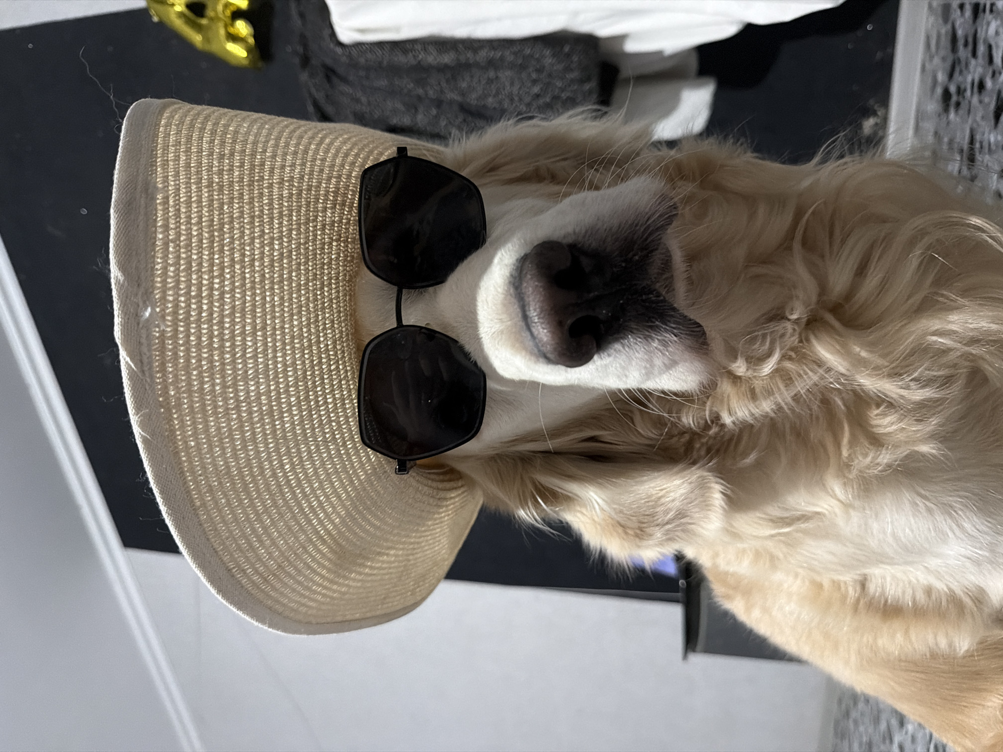 An adorable golden retriever dog is prominently featured in a close-up, angled portrait, positioned in an indoor setting. The dog is sporting a light-colored, woven straw sun hat on its head and stylish black sunglasses over its eyes, creating a whimsical and charming appearance. Its golden-cream fur is soft and wavy, with lighter patches around its snout and darker, richer tones across its body and ears. The dog's black nose is visible, slightly tilted upwards.
The straw hat's textured weave is clearly discernible, with a neatly stitched brim. The dark sunglasses stand out against the dog's light fur, giving it a playful, almost anthropomorphic expression.
The background is softly blurred but reveals elements of a casual indoor environment. A dark surface, possibly a floor or a piece of furniture, is visible behind the dog. Further back, there are hints of white fabric or bedding, and a shiny, metallic gold object, possibly a decorative item or part of a costume, peeks into the frame from the upper left. A patterned, light-colored object, possibly a basket or storage container, is also partially visible towards the bottom right. The lighting is soft and natural, emphasizing the dog's features and the textures of its accessories. The image captures a fun, lighthearted moment of a pet dressed up, taken in Tbilisi, Georgia. There is no visible text in the image.