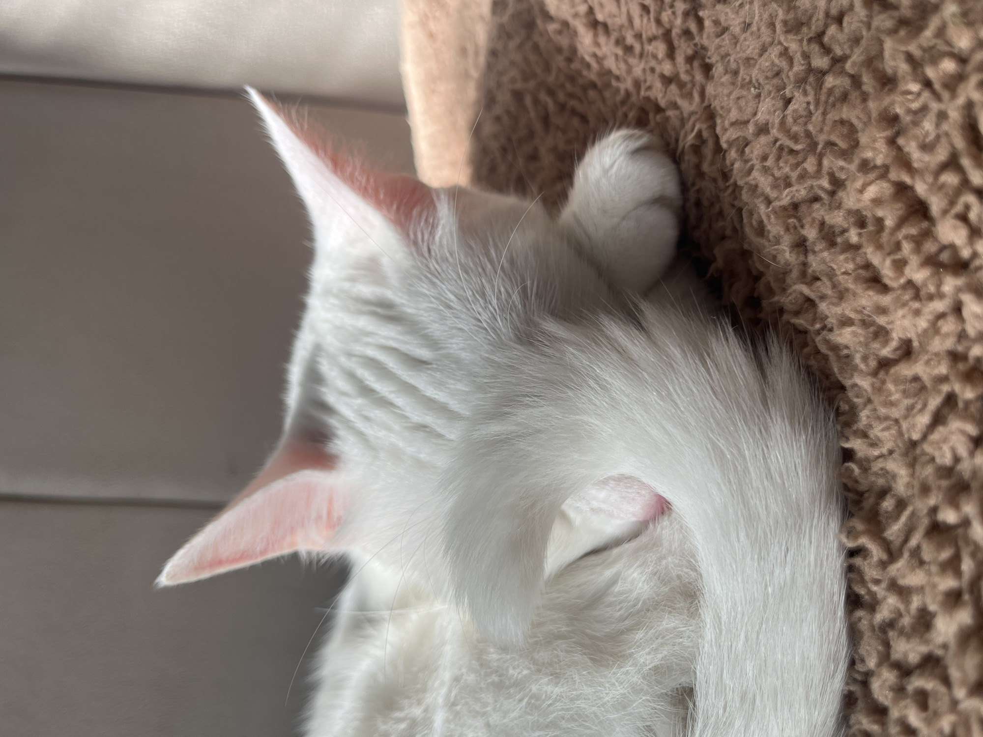 A close-up, slightly angled view of a white cat sleeping on a brown, fleece-like material. The cat's body is oriented with its head toward the left side of the image, and its tail curves upward along its body. One of its paws rests near its head. The left ear is clearly visible, showing a pink interior. The cat appears to be resting on a soft surface, possibly a pet bed or blanket. The location is not discernible from the image.