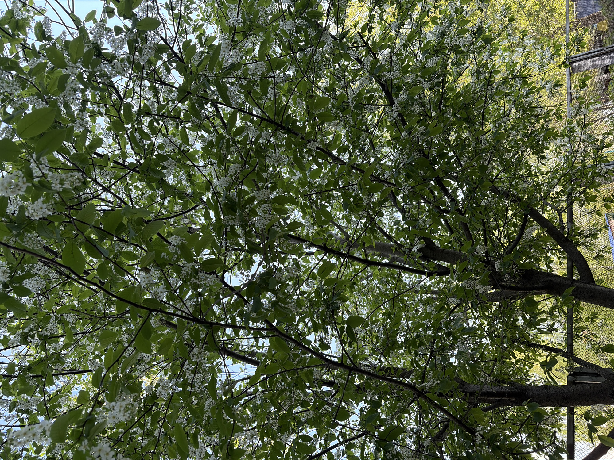 The image shows a view looking up into a tree canopy, featuring green leaves and small white flowers against a partially visible sky. Tree branches intersect the view, and the upper right corner includes a glimpse of what appears to be a chain-link fence and possibly the corner of a building. While the image shows a tree, it is insufficient to determine the precise location within the city of Chaikovsky, Russia, or to identify specific people, subjects, or actions beyond the general description of the environment.