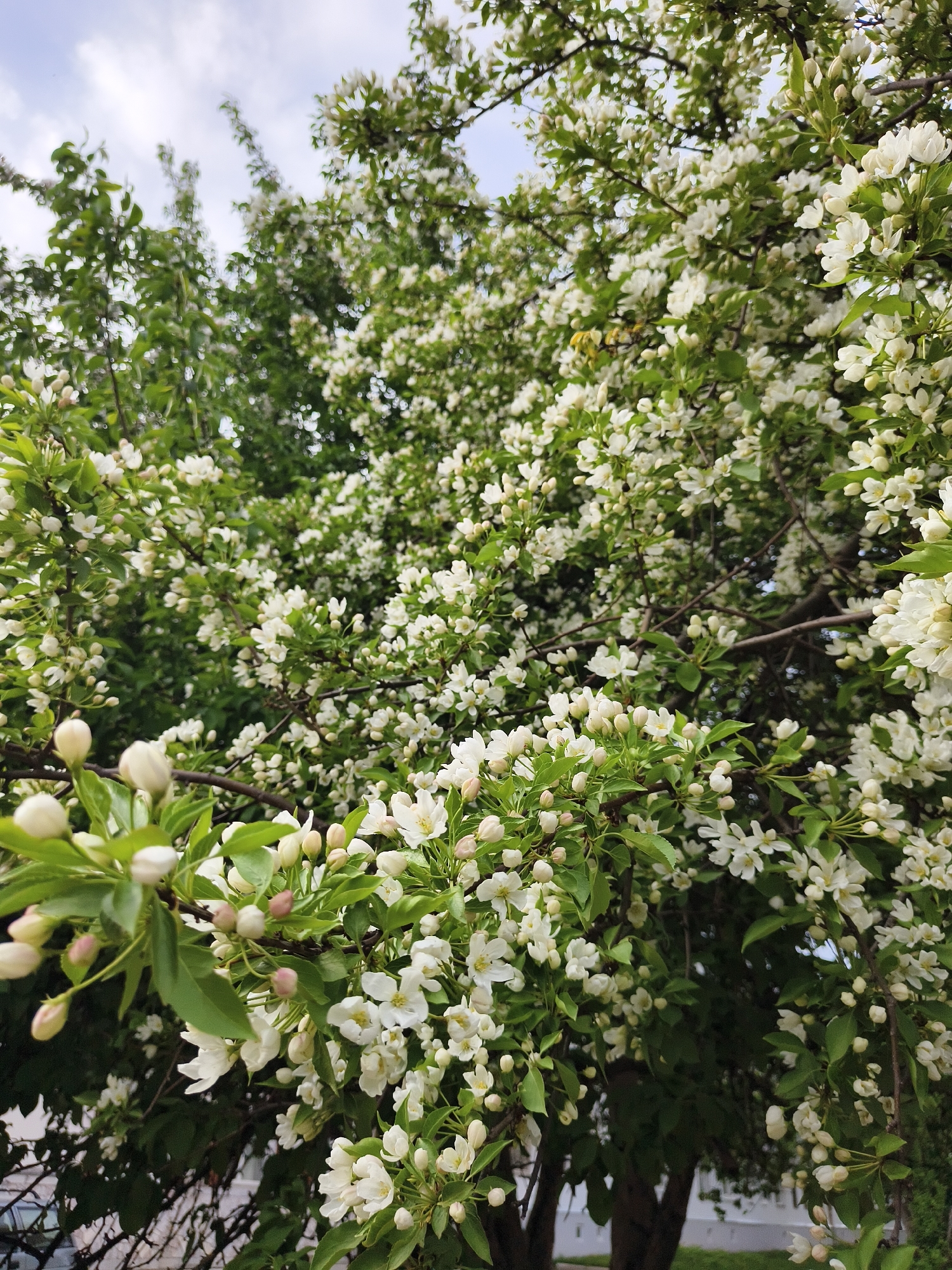 A dense flowering tree, possibly a crabapple or similar species, is filled with white blossoms in full bloom. The tree's branches are laden with flowers and buds, with some green leaves visible. The lower portion of the image suggests an urban or suburban environment, with hints of pavement and building structures. The sky above is cloudy.