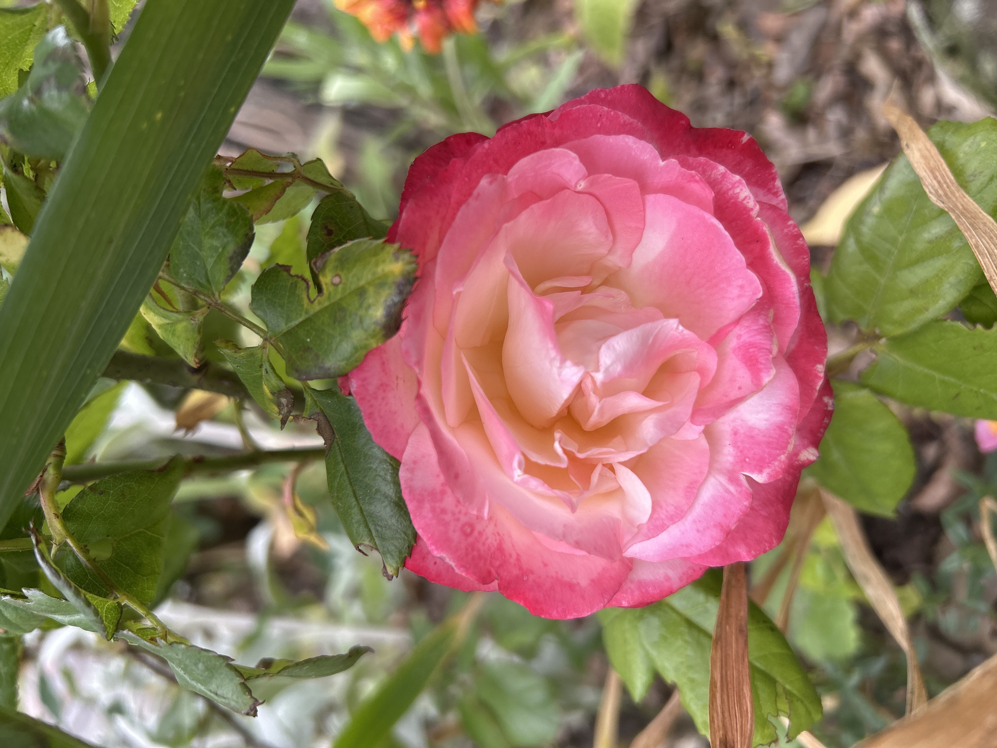 A close-up, eye-level, vertical shot captures a single, fully bloomed rose in its entirety. The rose exhibits a gradient of colors, transitioning from a soft, creamy yellow at its center to vibrant pink and fuchsia hues on its outer petals. The petals are layered and unfurled, revealing a delicate texture. Green leaves and stems surround the rose, some appearing healthy and lush, while others show signs of drying or browning. A prominent, broad green leaf extends diagonally across the top of the frame, partially obscuring the rose. In the blurred background, hints of other foliage and a small cluster of orange flowers are visible, suggesting a garden setting. The lighting appears to be natural daylight, casting soft shadows and highlighting the rose's intricate details. The scene is devoid of any human presence or discernible urban structures, suggesting it was taken in a private garden or park within the city of Leiden, Netherlands.