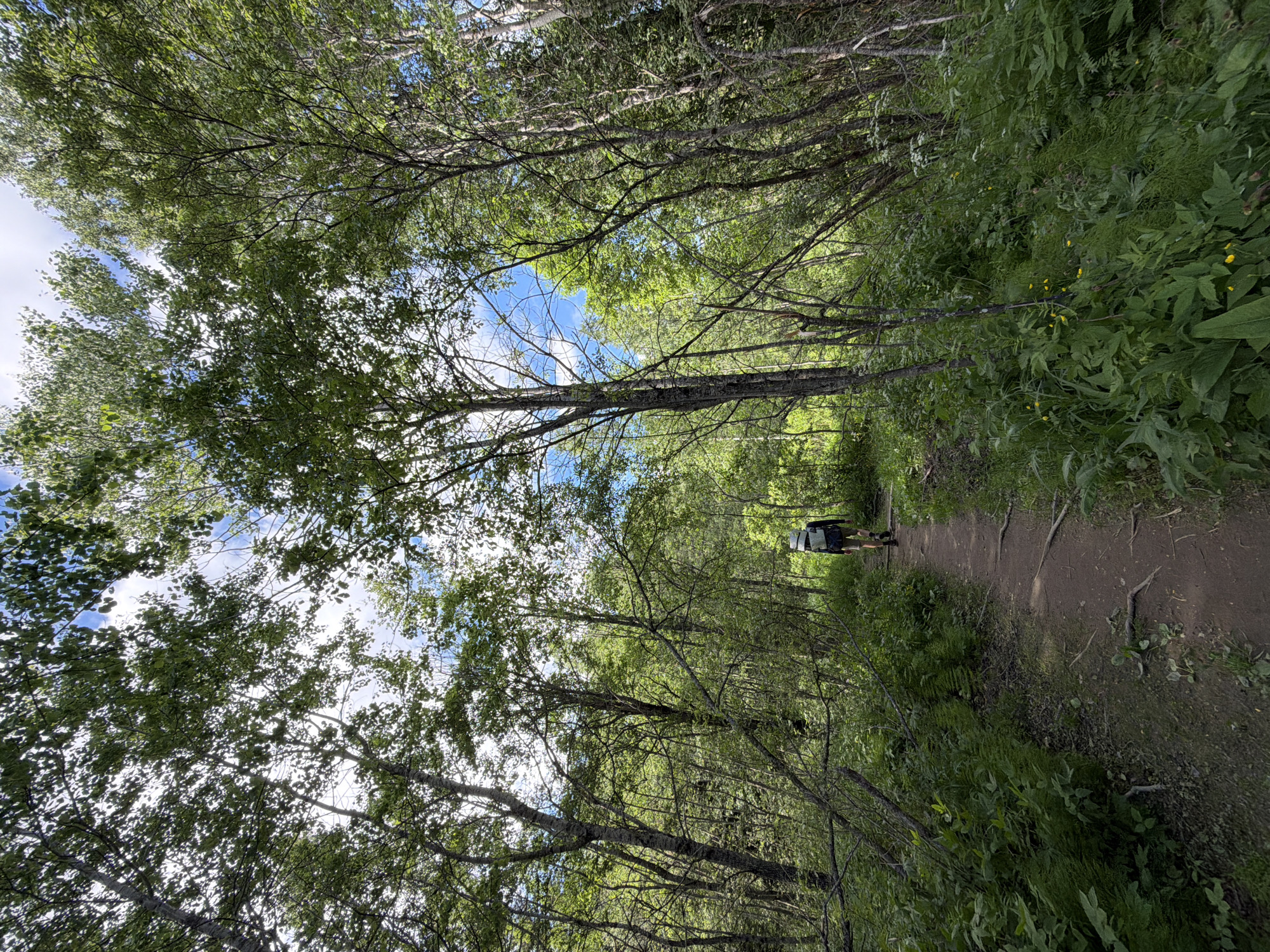 A person walks on a dirt path through a dense forest in Kuznechnoye, Russia. The path is surrounded by lush green foliage, with trees on either side casting shadows and creating a canopy overhead. The sky is visible through the leaves, with patches of blue and white clouds. The person is wearing a backpack and appears to be hiking. The overall scene is one of natural beauty and solitude.