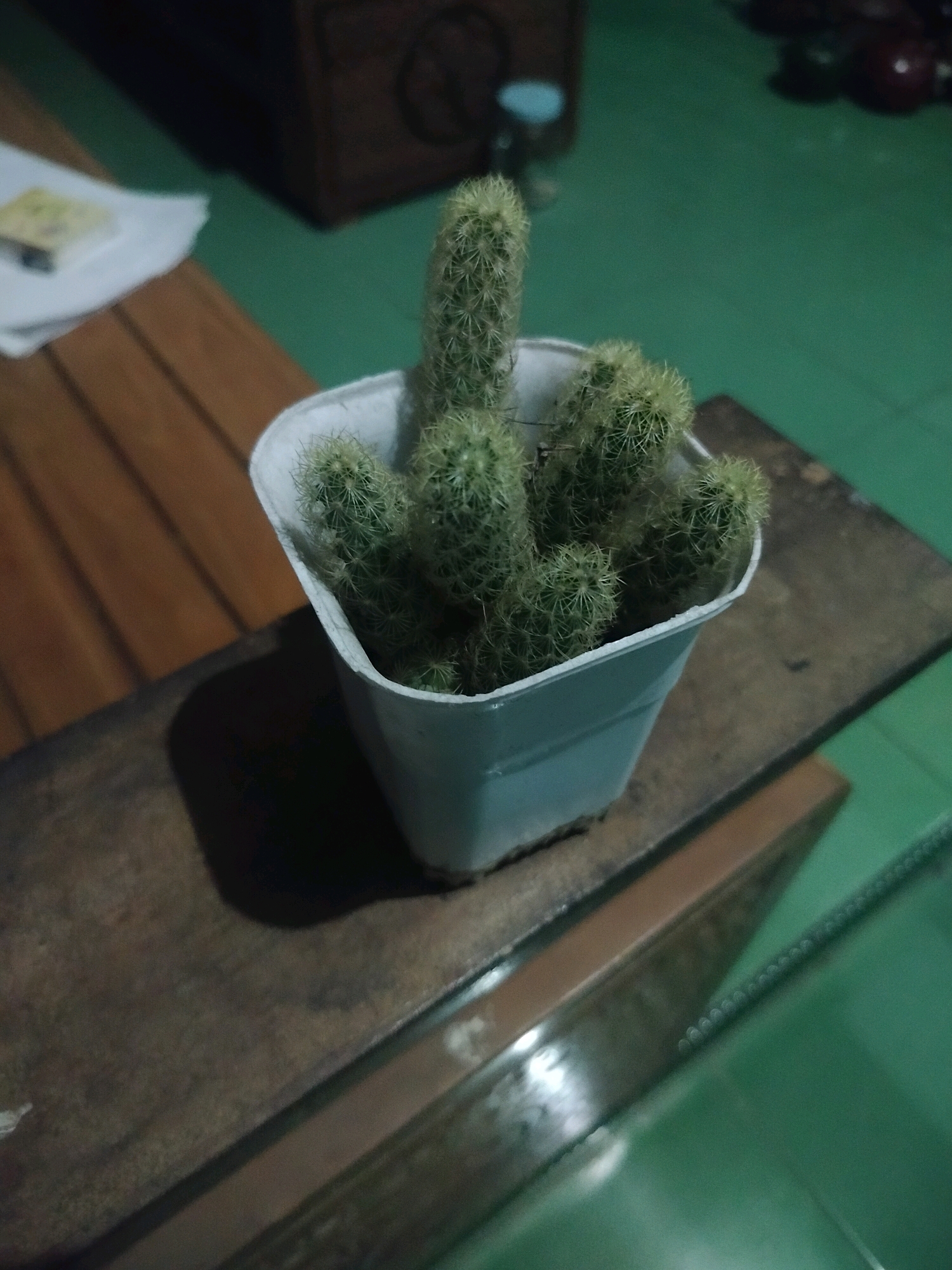 A potted cactus with multiple green, cylindrical stems and spines is centrally located in the frame, resting on a dark brown wooden surface. The pot is white and square-shaped. The background shows a blurred green surface and a hint of a dark wooden object to the left. The lighting is dim, casting a shadow from the pot to the left. The image appears to be taken indoors, possibly in a room or on a table. There is no indication of the city of Kroya, Indonesia within the image itself.