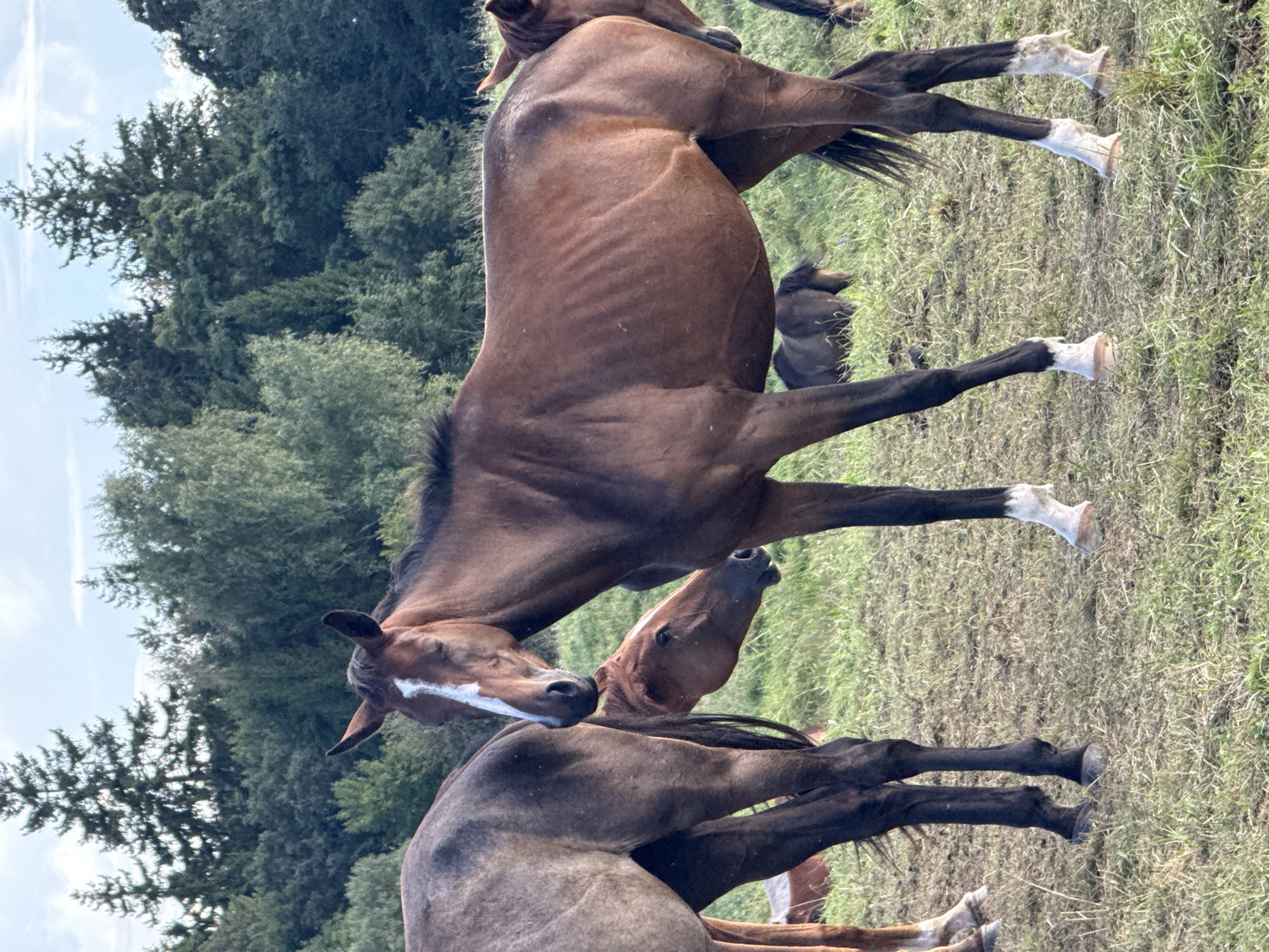 The image shows several horses in an outdoor field near a forest. The main subject is a bay horse standing in the foreground, facing the camera with its head slightly turned. It has a white blaze on its forehead and white markings on its lower legs. To the left of this horse is another bay horse, mostly obscured from view, with a dappled gray coat. Behind these two horses, a third bay horse with its head down is visible. In the background, a dark-colored horse is grazing, and further back, parts of other horses can be seen. The environment is a grassy field with scattered dry grass, and a dense forest borders the field. The sky is partly cloudy. The image does not provide any direct indication of the city of Galinė, Lithuania, or any specific geographical markers related to that location.
