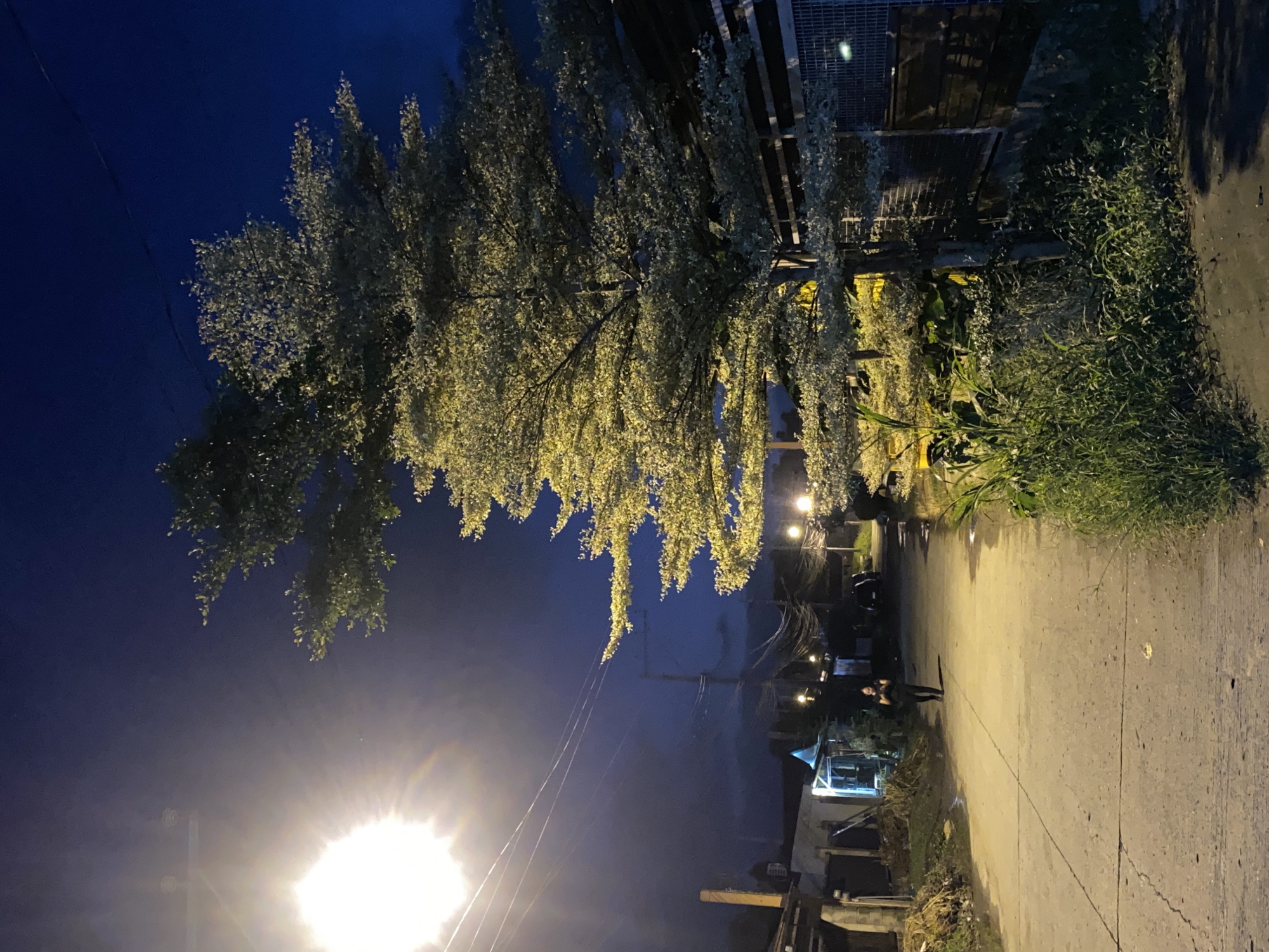 An exterior, medium shot captures a nighttime street scene in Davao City, Philippines. A person, appearing as a silhouette in black clothing, walks away from the camera down the center of a paved road. The road is illuminated by a bright streetlamp on the left side of the frame and other distant streetlights. To the right, a large tree with light-colored foliage is prominently featured, its branches extending towards the dark blue sky. The background reveals the facades of several buildings, some with visible lights, and utility poles with an intricate network of wires. The environment suggests a residential or semi-urban area. The overall mood is quiet and somewhat solitary, illuminated by artificial light against the encroaching darkness.