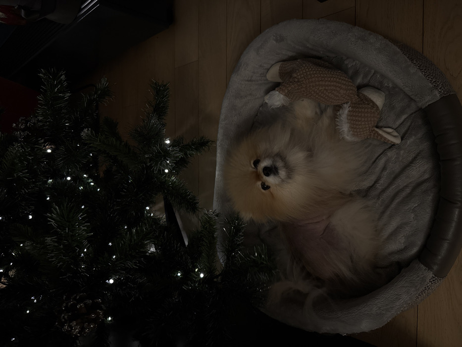 A Pomeranian dog rests upside down in a gray dog bed next to a dark Christmas tree adorned with small white lights. The dog is beige with white accents and is snuggled with a tan and white plush toy. The dog bed has a brown leather trim. The background features a wooden floor and a dark object, possibly furniture, in the upper left corner.