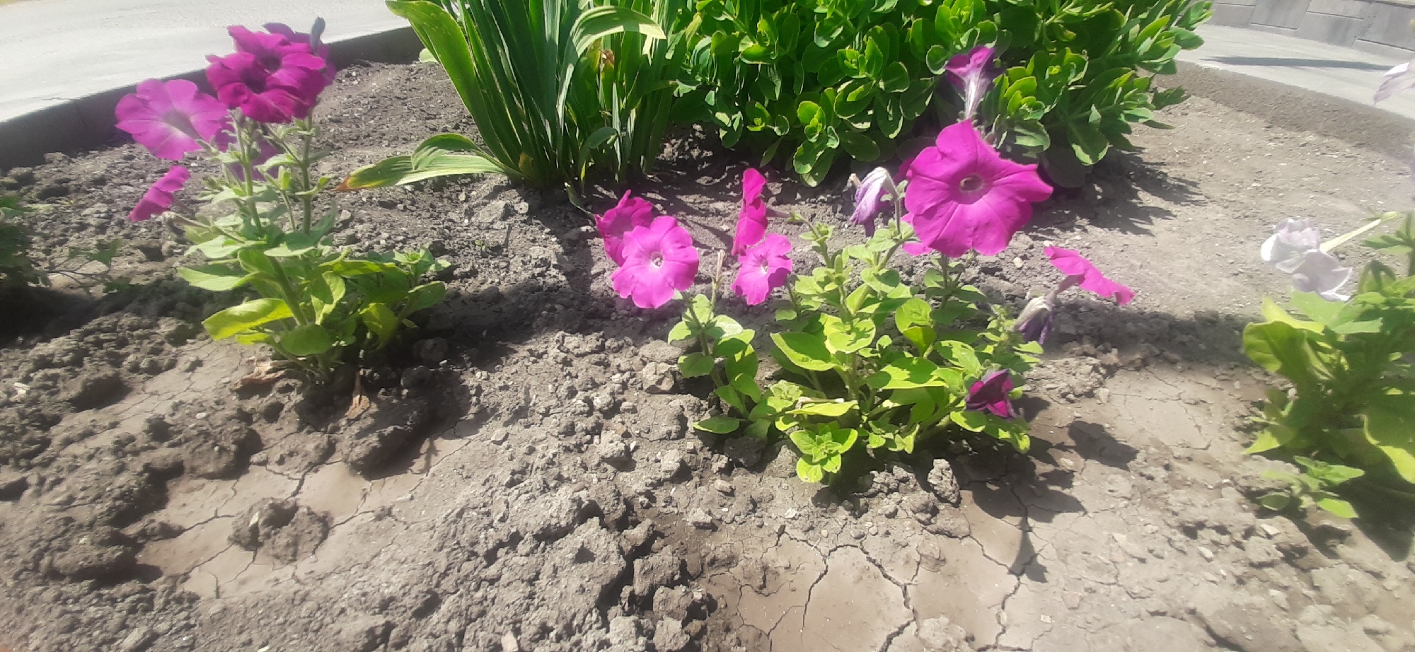 The image depicts a flower bed in an outdoor urban setting, likely in Yessentukskaya, Russia, given the context. The flower bed contains several vibrant pink petunia plants in bloom. The soil is dry and cracked, indicating arid conditions. In the background, there are larger green plants and a paved surface, possibly a sidewalk or street, with a gray curb. The lighting suggests it is daytime, with shadows cast by the plants onto the soil. There are no people visible in the image.