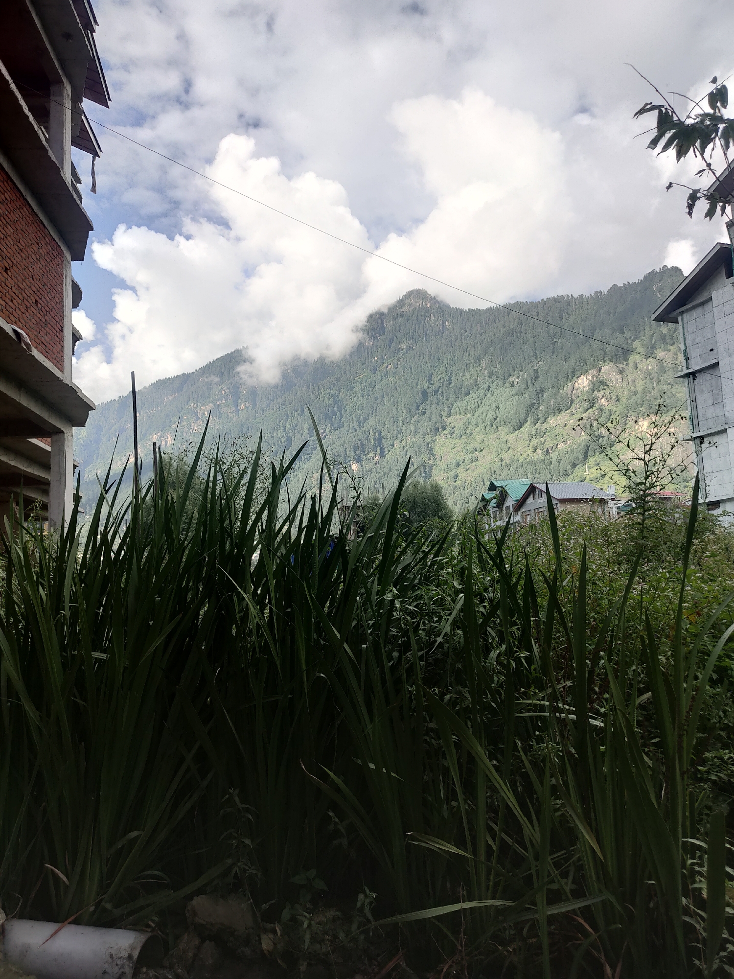 The image depicts a natural landscape in Siumsa, India, characterized by lush green foliage in the foreground and a majestic mountain range in the background. Tall, sword-like green leaves dominate the lower half of the frame, obscuring much of the ground. Behind the foliage, several buildings are visible, with the most prominent being a multi-story structure to the left, constructed with red brick and concrete beams. To the right, another building with a white facade and a grey roof stands. Further back, nestled amidst the trees at the base of the mountain, are more houses with pitched roofs, some featuring green tiling. The mountain itself is densely covered with evergreen trees, their dark green hues contrasting with the lighter green of the foreground plants. Patches of white clouds drift across the sky, partially veiling the mountain peaks. A thin power line stretches across the sky, bisecting the frame horizontally. The overall impression is one of a serene, rural setting with human habitation integrated into the natural environment.
