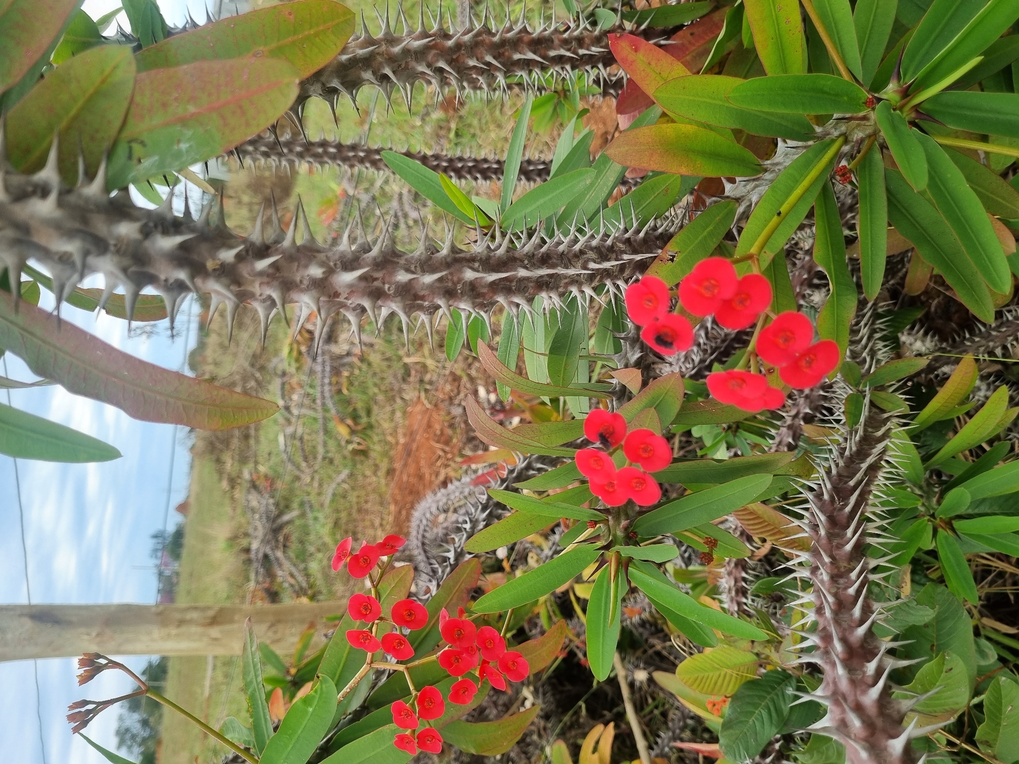 The image shows a close-up of a thorny plant with vibrant red flowers. The plant's stems are covered in sharp, white thorns, and its leaves are a deep green with some reddish-brown tinges. Several clusters of small, bright red flowers are visible, some with a black insect on one of them. In the background, a wooden fence post and wire fencing are present, suggesting a rural or garden setting. Beyond the fence, dry grass and some distant structures are visible, hinting at the outskirts of a town. The sky is overcast. The image is taken in Laranjal Paulista, Brazil.