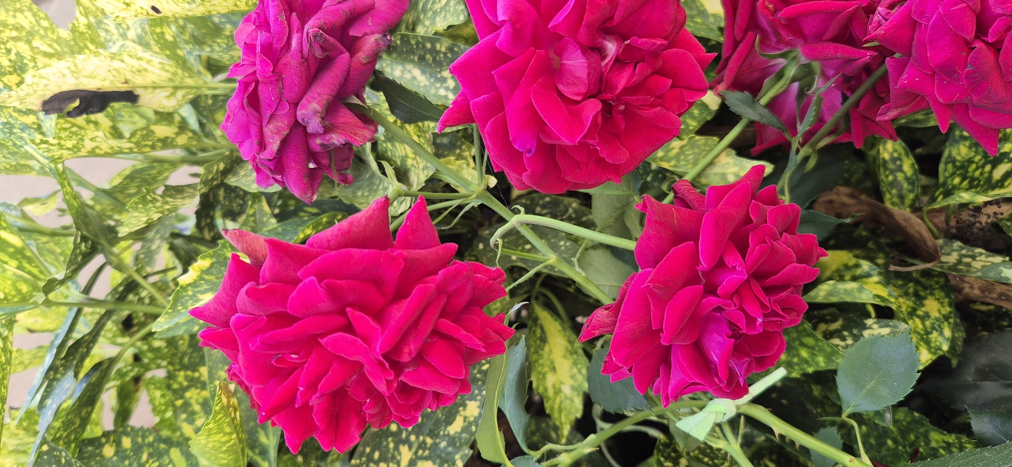 The image shows a cluster of bright pink roses in full bloom against a backdrop of variegated green and yellow leaves. The roses are tightly packed with numerous petals, giving them a full, ruffled appearance. Some of the rose petals appear slightly wilted or aged, adding a touch of realism to the scene. The leaves behind the roses are broad and ovate, with irregular splotches of yellow and light green against a darker green base. Thin, green stems and some small thorns are visible, connecting the roses and leaves. The lighting suggests it is daytime, with some shadows indicating the direction of the light source. The overall impression is of a lush, vibrant garden setting. There are no people or animals in the image, nor any indication of a specific urban location.