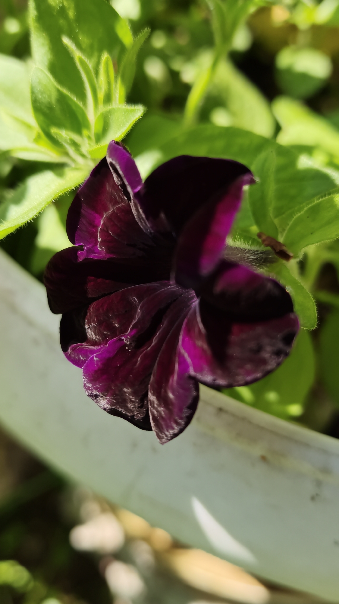 A close-up, vertically oriented, eye-level shot captures a deep purple petunia flower in bloom. The flower is positioned off-center to the left, with its velvety petals unfurling in a spiral. The petals exhibit subtle variations in shade, from a rich, almost black hue in the deeper recesses to a brighter, fuchsia-like purple on the edges, highlighted by sunlight. Tiny, almost invisible hairs are visible along the edges of some petals and on the surrounding green leaves.
Behind the flower, bright green leaves form a lush backdrop, some of them sharply in focus and others softly blurred. The leaves are broad with visible veins and have a slightly fuzzy texture. A light-colored, possibly white or cream-colored, planter or pot edge runs diagonally across the lower portion of the image, framing the flower and leaves. This edge appears slightly weathered with some dark speckles.
The background beyond the planter is a soft blur of muted greens and yellows, suggesting an outdoor setting with dappled sunlight. There are no people or animals present in the image. The scene appears to be a naturalistic garden or balcony setting, devoid of any urban elements that would specifically place it in Angarskie Khutora, Russia, or any other city.