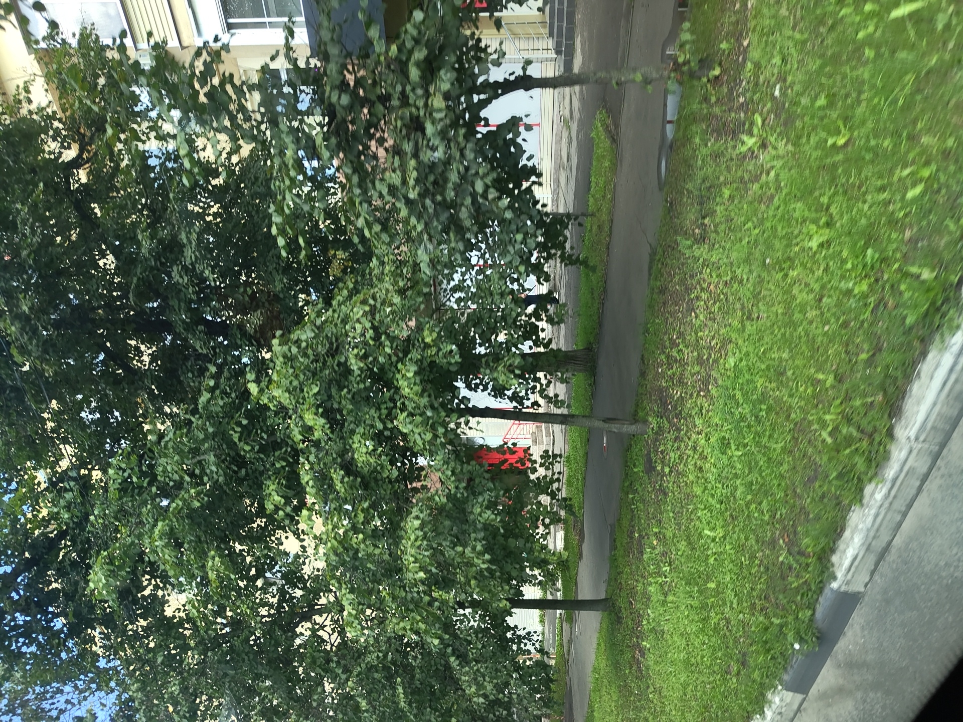 The image captures a street scene in Zhukovsky, Russia, featuring a row of trees with dense green foliage. The trees line a paved walkway or road, with a grassy area in the foreground. In the background, a building with light-colored siding and windows is visible. The overall scene suggests an urban environment with a focus on greenery.