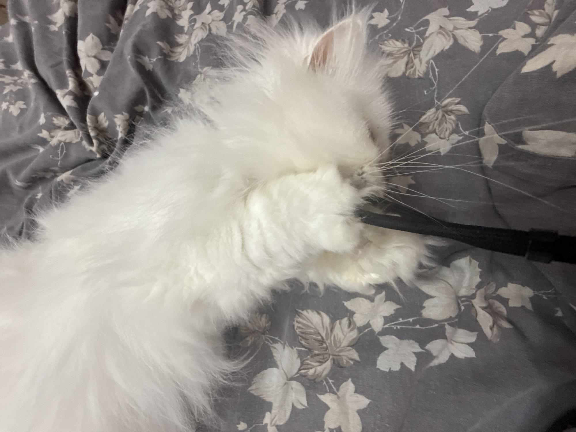 A long-haired white cat is lying on a gray bedspread with a floral pattern. The cat is biting or holding a black object in its mouth. The location is not identifiable as Burgas, Bulgaria.