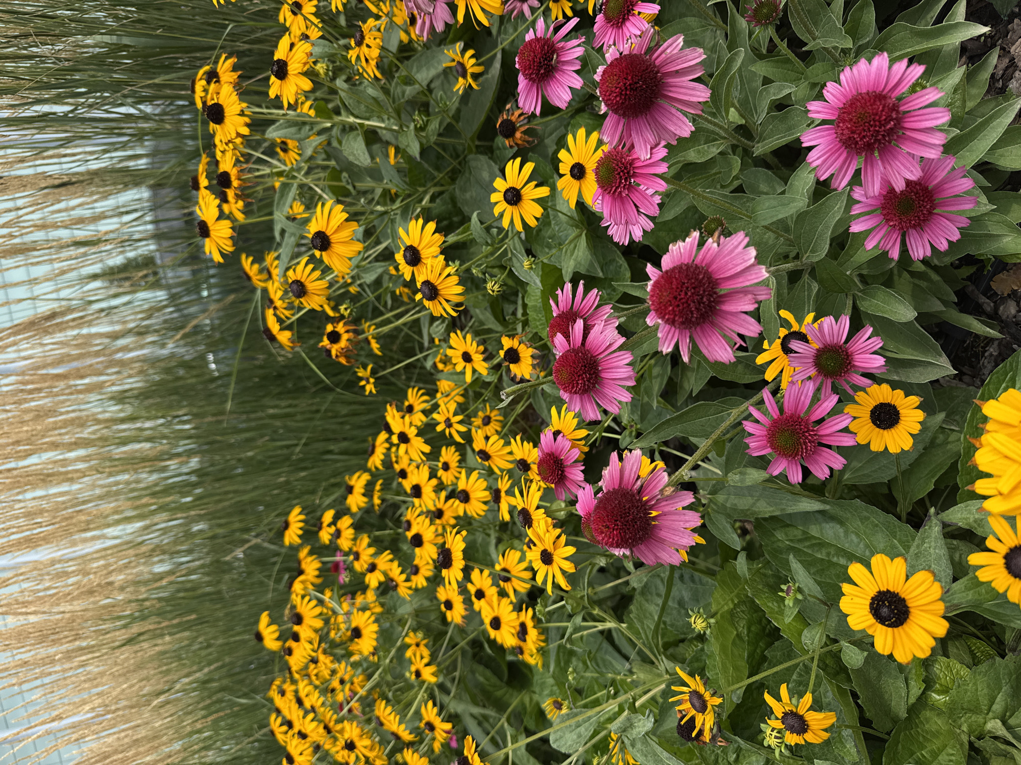 The image shows a close-up view of a flowerbed filled with Black-Eyed Susans and Echinacea flowers. The Black-Eyed Susans are predominantly yellow with dark brown centers, while the Echinacea are a vibrant pink to deep magenta with prominent, spiky centers. Lush green foliage surrounds the flowers, and in the background, tall, dry grasses with a golden hue are visible, possibly in front of a building with a light blue facade. The scene is likely outdoors in a garden or park setting. There are no people or animals present in the image. The lighting suggests it is daytime.