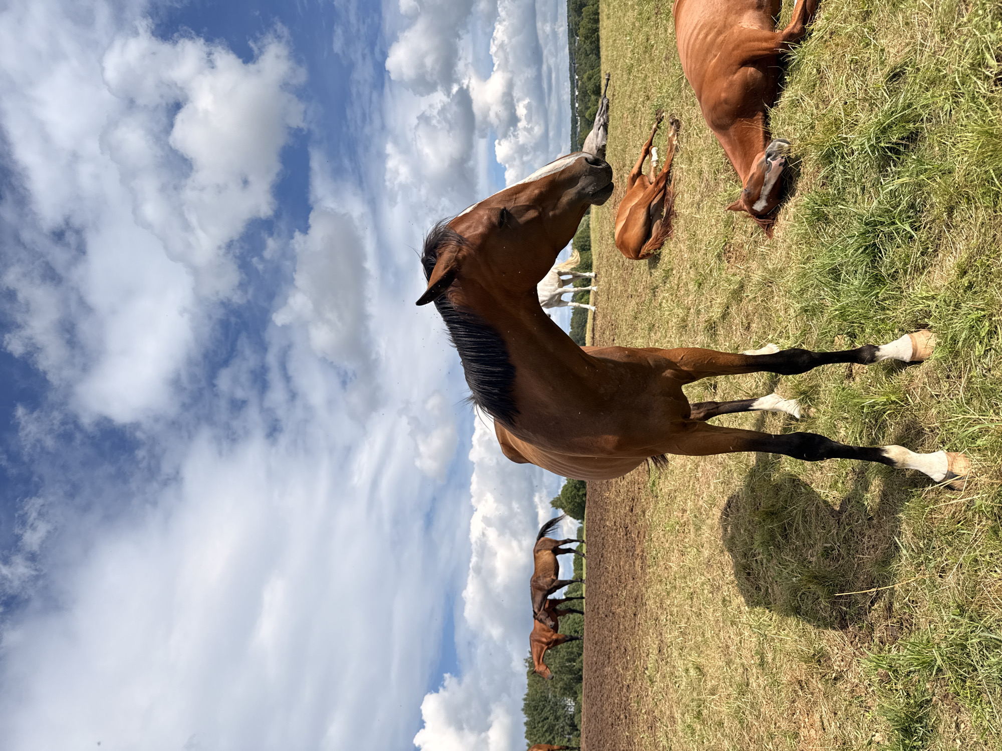 This image captures a scene in a grassy field with a blue sky filled with white, fluffy clouds. In the foreground, a brown horse stands facing left with its head turned towards the viewer. Its front legs are white-spotted, and its hind legs have white markings. In the middle ground, several other horses are visible. Two brown horses are standing together in the distance, and another brown horse is lying down in the grass to the right. Further back, a white horse stands near a group of trees that line the horizon. The field is a mix of dry, brown earth and green grass. The overall impression is of a peaceful rural setting. The location is identified as being in Galinė, Lithuania.