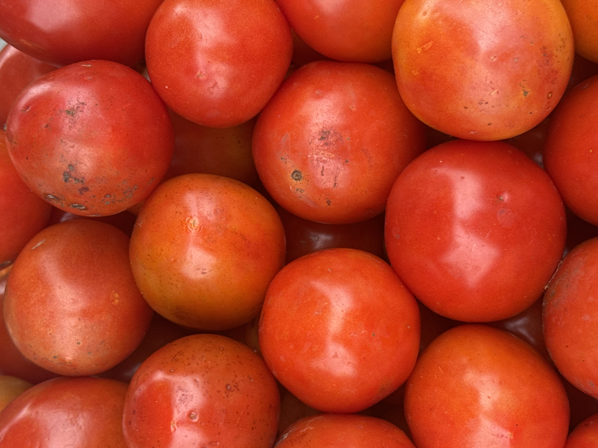 A close-up, overhead shot displays a tightly packed collection of ripe, red tomatoes, filling the entire frame. The tomatoes are of varying sizes, with some showing slight imperfections or darker spots on their skin. The lighting is even, highlighting the smooth, rounded surfaces of the fruit. The scene appears to be a marketplace or a farm stand, as suggested by the abundance of produce. While the image itself does not contain any direct indicators of its location within Ihiagwa, Nigeria, such a display of fresh produce is common in local markets and agricultural settings throughout the region.
