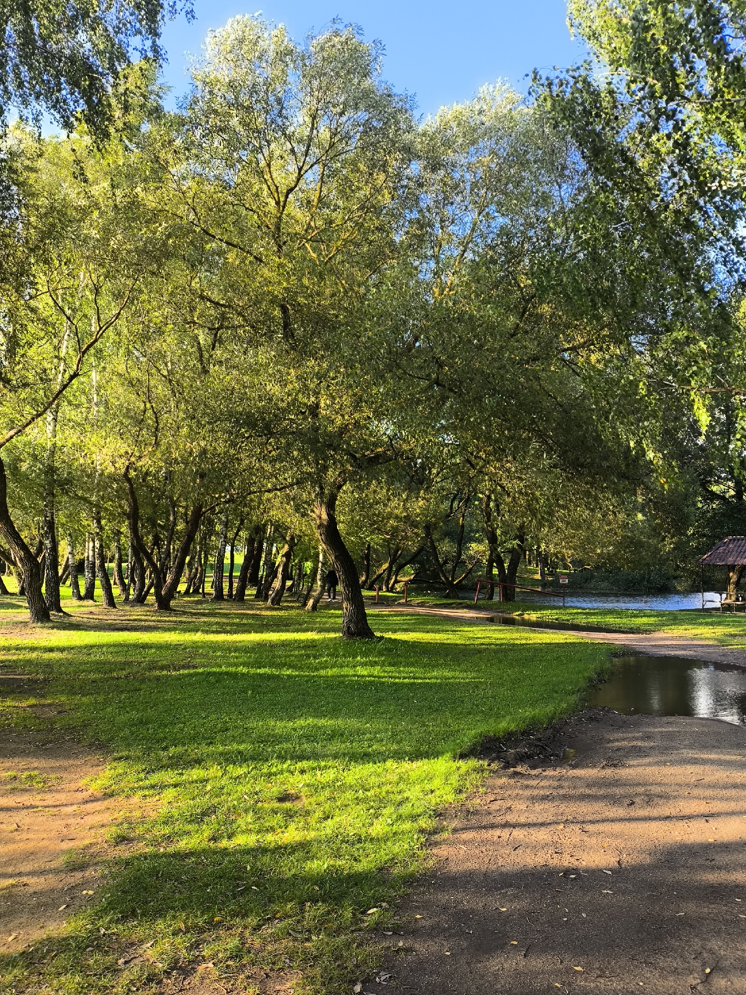 A wide-angle shot captures a sun-dappled park scene in Zdanovichi Sel'skiy Soviet, Belarus. Lush green grass, illuminated by the low-angle sun, covers the foreground and a portion of the mid-ground, with a dirt path curving through the scene. A line of mature trees with dense green foliage forms a natural corridor in the mid-ground, casting dappled shadows on the grass. Beyond the trees, a tranquil body of water reflects the blue sky and foliage, with a small gazebo structure visible on its bank. The sky above is clear and bright blue. The image conveys a peaceful, natural environment within an urban or suburban setting.