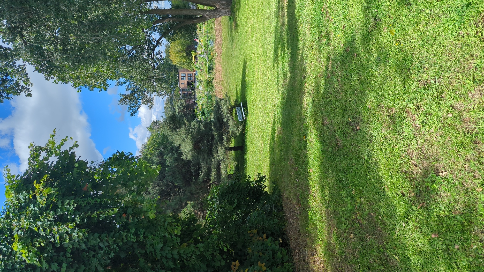 This image depicts a public park in Montreal, Canada, likely during the daytime on a clear day with scattered clouds. The foreground is dominated by a lush green lawn, partially shaded by trees. In the mid-ground, a small, light-colored park bench is situated on the grass. Behind the bench, a medium-sized evergreen tree stands, with a larger deciduous tree to its right. Further in the background, a row of buildings, possibly apartments or houses, is visible, along with what appears to be a community garden with raised beds and various plants. The overall scene conveys a peaceful and natural setting within an urban environment.