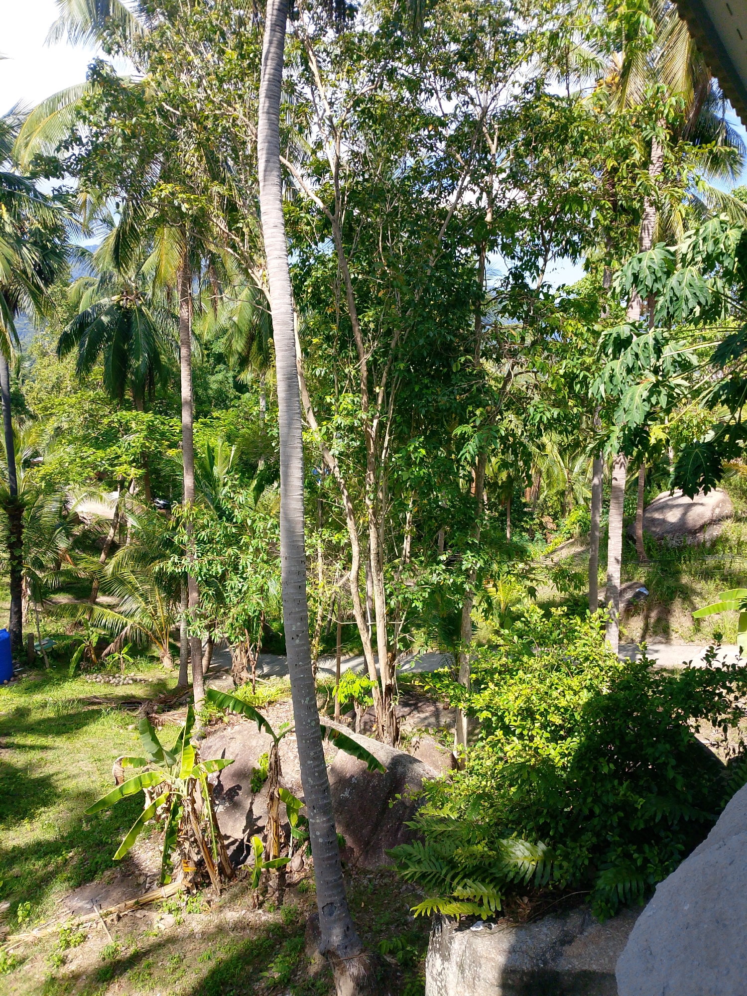 A high-angle, full outdoor shot captures a lush, tropical environment with abundant vegetation. In the foreground, a large gray rock juts into the frame from the right, partially obscuring a dense green bush and some ferns. To the left, a large coconut palm tree with a gray, textured trunk dominates the mid-ground, its fronds reaching upwards. Behind it, a pathway is visible, winding through the greenery. The background is filled with a dense forest of various trees, including more coconut palms and other tropical foliage, with hints of blue sky and distant mountains peeking through. The ground is covered in grass, dirt, and fallen leaves, with scattered coconuts visible in the lower left portion of the image. Sunlight dapples through the leaves, creating shadows across the scene. The image appears to be taken in Ban Tai Subdistrict, Thailand, given the characteristic tropical vegetation and landscape. There are no people or animals visible in the frame, and no specific actions or interactions are depicted. The scene is a static representation of a natural, undeveloped area.