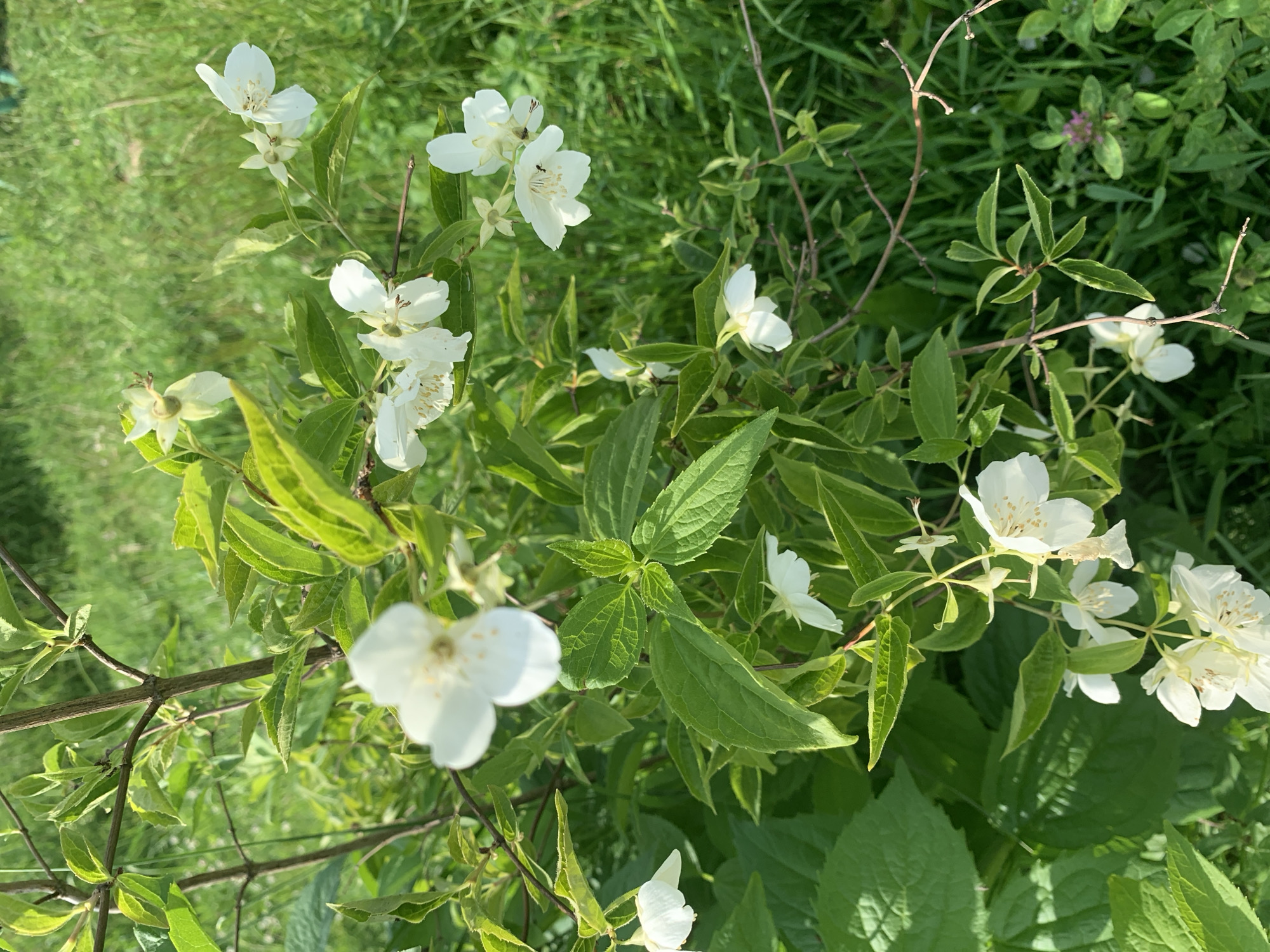 A close-up, eye-level shot showcases a flowering shrub in Lindo-Pustyn' (Kantaurovskii S/S), Russia. The plant features abundant green leaves and numerous white, star-shaped blossoms with prominent yellow stamens. Some flowers are in full bloom, while others are still buds. The background is softly blurred, consisting of lush green grass and foliage, suggesting an outdoor, natural setting. The lighting indicates it is daytime, with the sun casting gentle shadows. No people or animals are visible in the frame. The overall impression is one of natural beauty and serene growth.