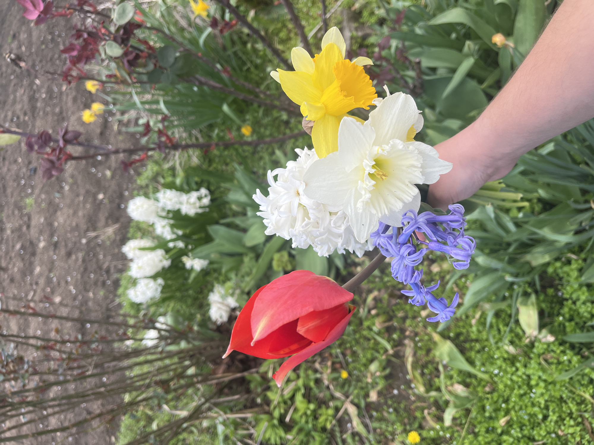 A hand holds a small bouquet of spring flowers outdoors. The bouquet contains a red tulip, a yellow daffodil, a white daffodil, white hyacinths, and blue hyacinths. The background shows greenery, small trees or bushes, and a patch of ground. The location is Lozarevo, Bulgaria.