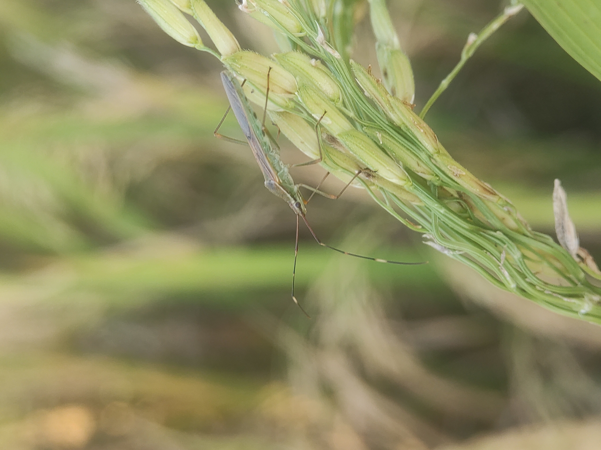 A close-up photograph depicts a green rice bug on a rice panicle. The insect is positioned horizontally on the right side of the frame, with its head and elongated antennae pointing downwards. The rice panicle, primarily green with hints of yellow, is the focal point of the image and is situated at the center. The background consists of blurred vegetation in shades of green and tan. The insect and panicle are well-lit. The photo was taken in Lhokseumawe, Indonesia.