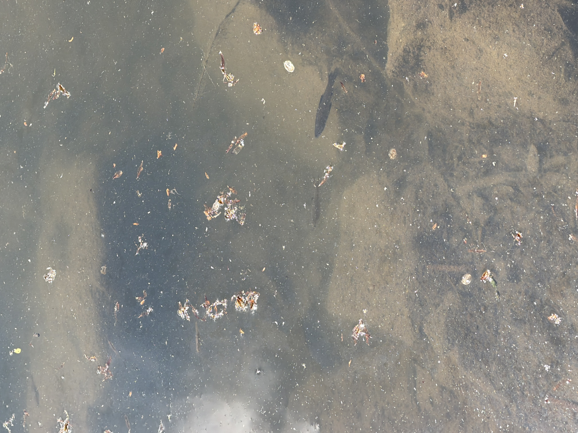 The image shows a murky body of water, potentially a pond or puddle, with debris such as leaves and small twigs scattered on the surface and suspended within. The water is dark, with a mix of gray and brown hues, suggesting sediment or organic matter. The bottom of the water body is barely visible in some areas due to the turbidity. It is difficult to assess its precise location within Sofia, Bulgaria, without additional context or identifying landmarks.
