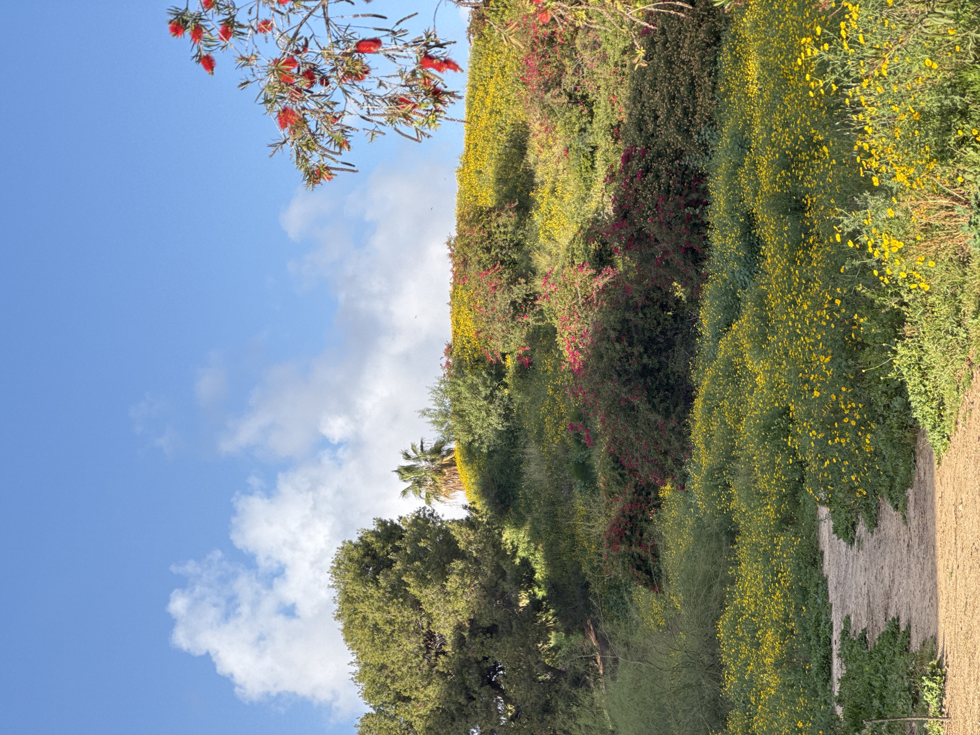 The image depicts a natural, hilly landscape in Ramat Gan, Israel, under a blue sky with scattered white cumulus clouds. A dirt path occupies the lower center foreground, bordered by low green vegetation and fields of small yellow flowers that extend across the lower and mid-sections of the hillside. The prominent hillside rises, densely covered with a variety of green shrubs and bushes. Patches of vibrant red-flowered bushes are interspersed among the green foliage, particularly on the mid-upper slopes. A large, dense evergreen tree stands on the left side of the hill. Towards the upper right of the hill, a solitary palm tree with a tall trunk and green fronds is visible. A branch from a tree with distinctive red, brush-like flowers extends into the frame from the upper right corner, partially obscuring the sky and upper hillside. No people or animals are discernible in the scene. The lighting suggests natural daylight.