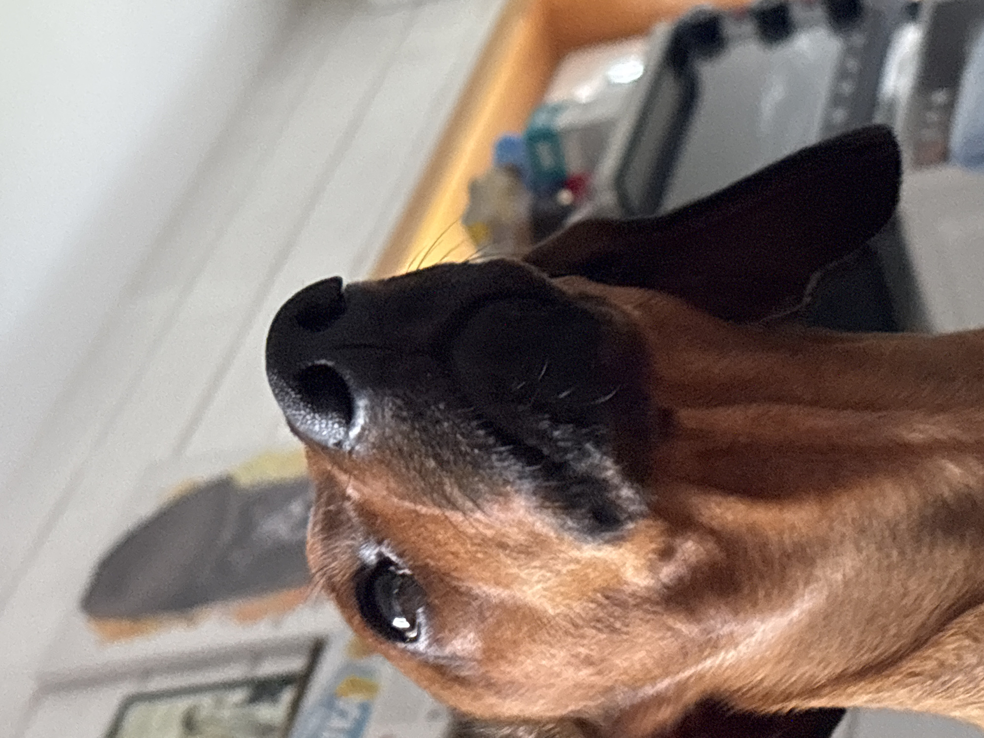 A close-up, angled view of a brown and black dachshund's face. The dog's black nose is the most prominent feature, with one eye visible. The dog's ear is partially visible at the top. The background includes a blurred white wall and some indistinct objects on a surface. There is no evidence to suggest the image was taken in the city of Раздолье, Russia. The image depicts an animal, not people or locations.