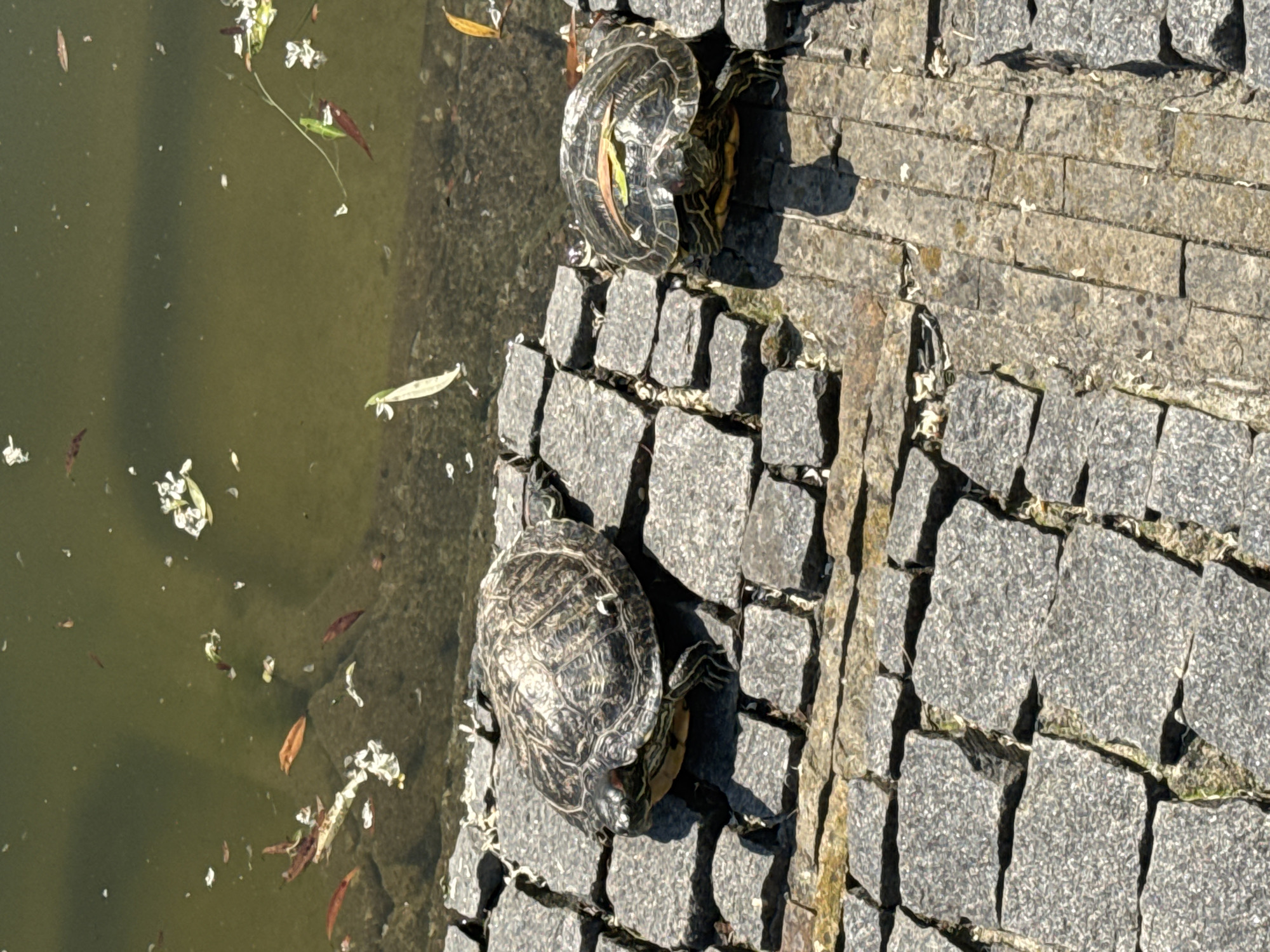 Two red-eared slider turtles are basking on a stone-paved embankment next to a body of murky green water. The water contains various debris, including leaves and white flower petals. The turtle on the left is positioned facing left, with its head extended and legs visible. The turtle on the right is facing away from the camera, with its head tucked in and a leaf resting on its shell. The embankment is constructed from rough-hewn grey stones of varying sizes. Sunlight casts shadows on the stones, indicating it is daytime. The scene is likely a park or public area with a pond or slow-moving waterway. The image does not contain any information that would allow for a specific location within Vinnytsia, Ukraine.