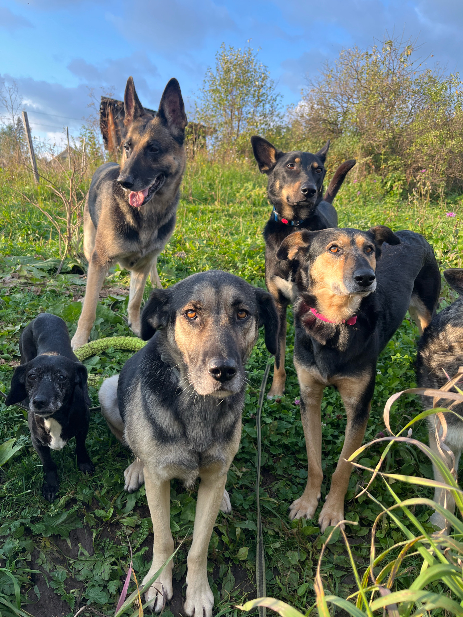 The image shows a group of five dogs of various sizes and breeds standing in a grassy, outdoor area with trees and foliage in the background. The sky is visible with some clouds. The dogs appear to be interacting with each other, with some looking towards the camera and others looking in different directions. One dog is a German Shepherd, another is a black dog with a white chest, and others are mixed breeds with tan and black markings. The scene is likely in Nizhny Tagil, Russia, given the context provided.