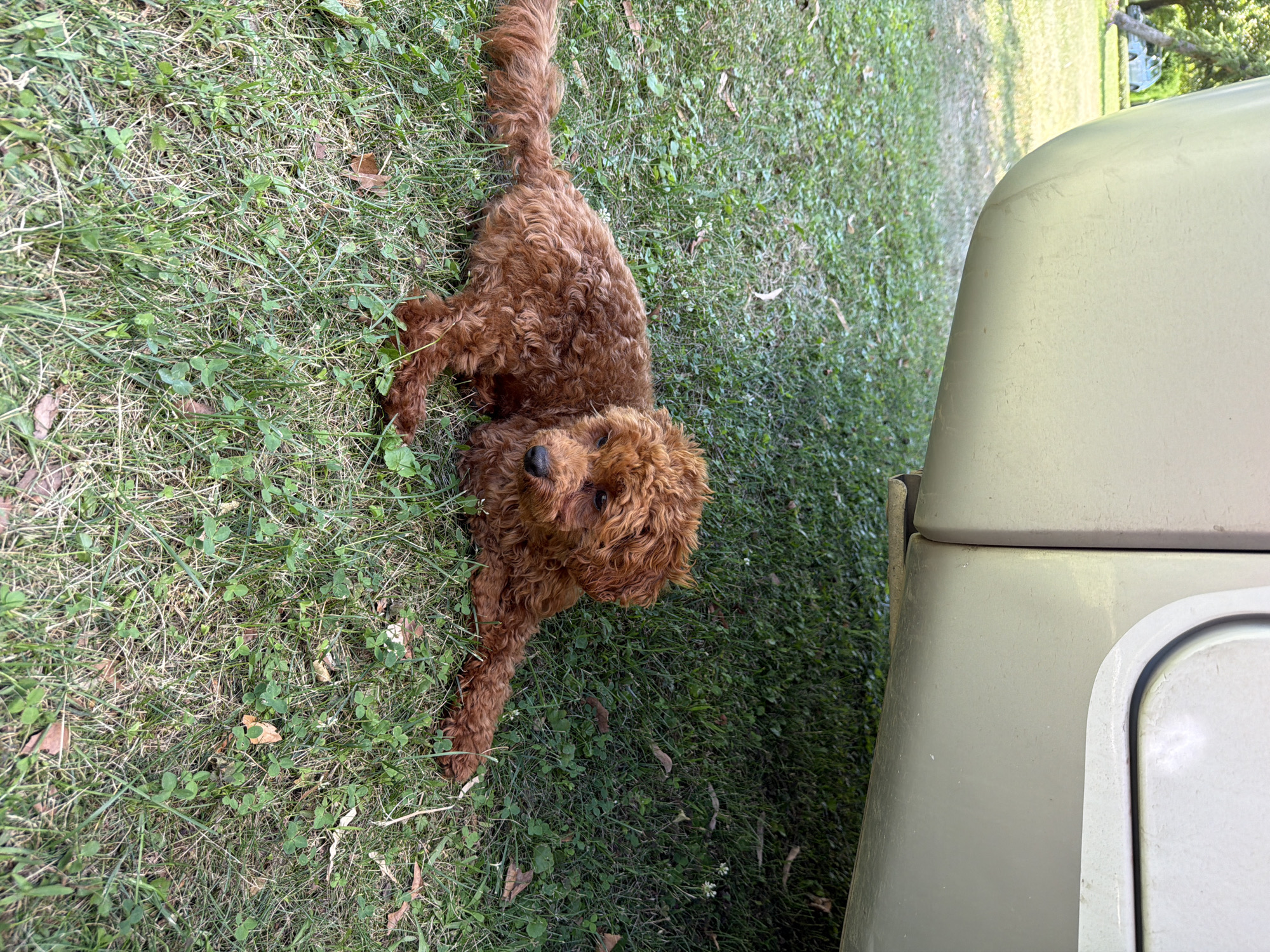 A small, curly-haired dog with reddish-brown fur lies on a patch of green grass under the shade of a light-colored vehicle. The dog is positioned on its side with its legs extended. The grass is interspersed with clover and a few fallen leaves. In the background, out of focus, are trees and a light blue vehicle. The scene appears to be outdoors in a natural setting.