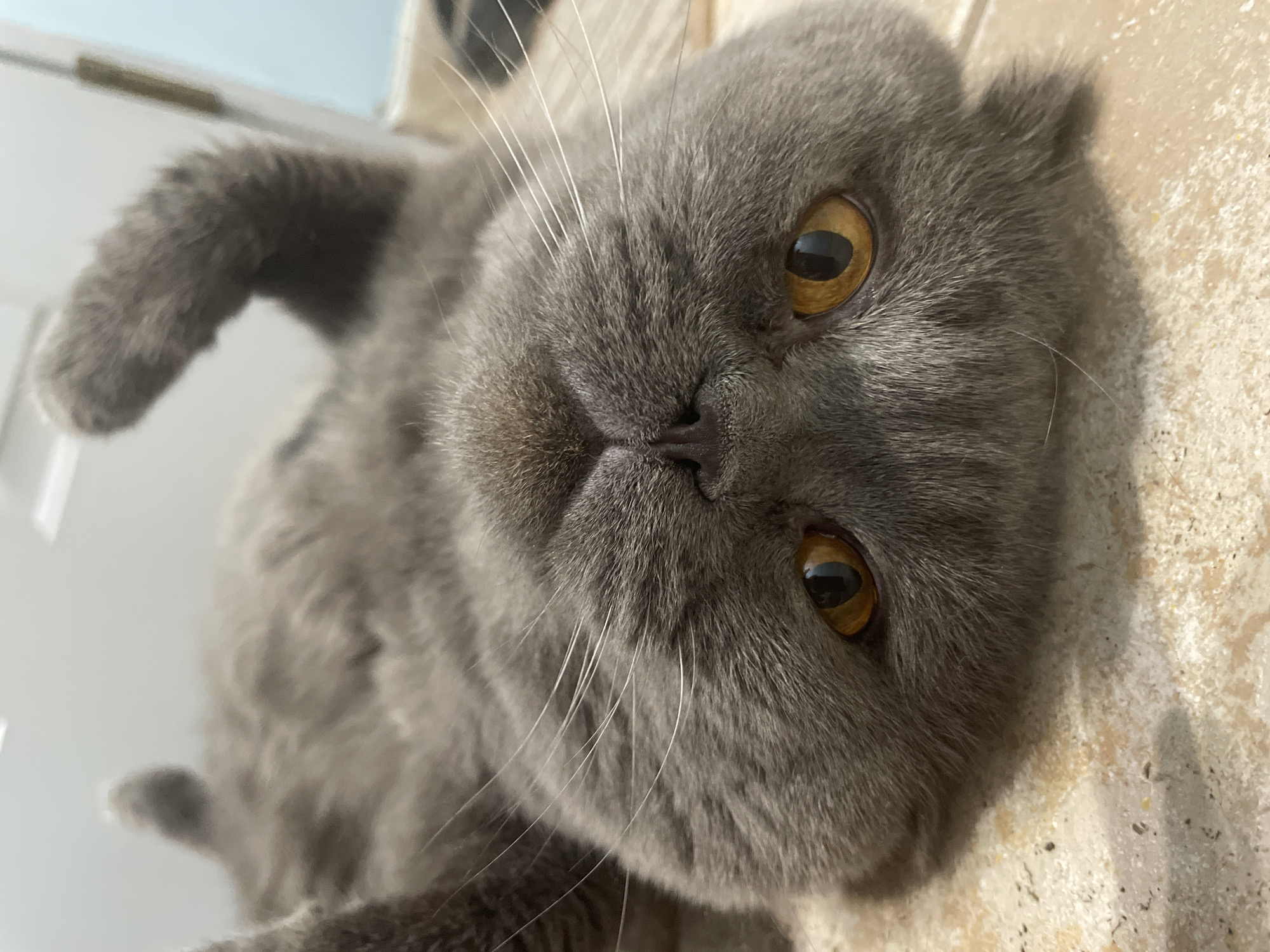 A gray cat with golden eyes lies on its back on a light-colored, textured surface. The cat's face is prominently in the foreground, with a small, dark nose and white whiskers. One of its paws is visible on the left side of the frame. Part of the scene also shows a white-ish tile in the upper-left corner.