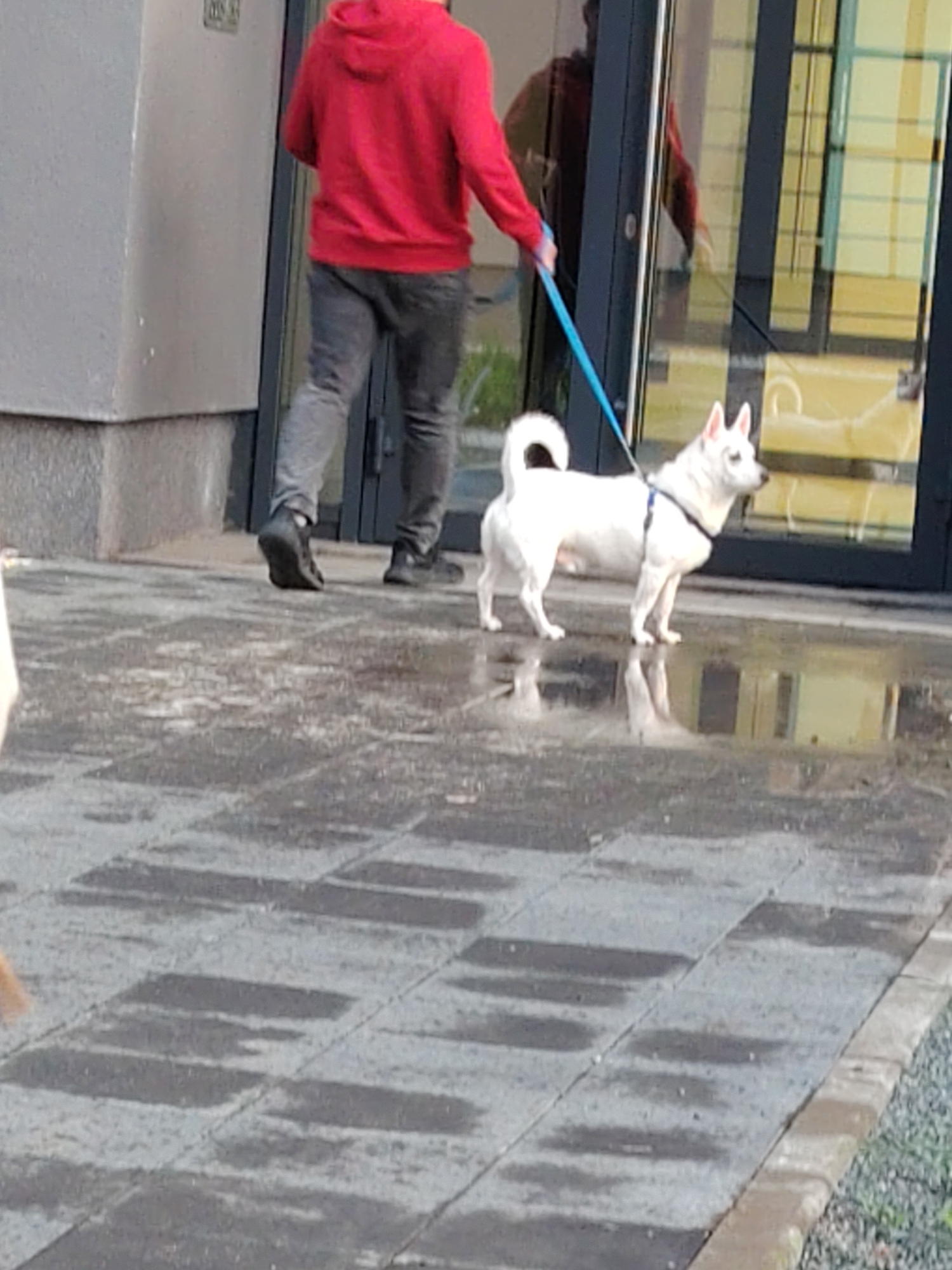 A person in a red hooded sweatshirt and gray pants walks a white dog on a blue leash. The dog is wearing a dark harness. They are on a wet, tiled sidewalk in front of a building with large glass doors. The person's back is to the camera, and they are walking towards the right side of the frame. The dog is facing to the right. Reflections of the building and the sky are visible on the wet pavement. The scene appears to be outdoors in an urban setting. Based on the available information, this image cannot be definitively located in Yekaterinburg, Russia.