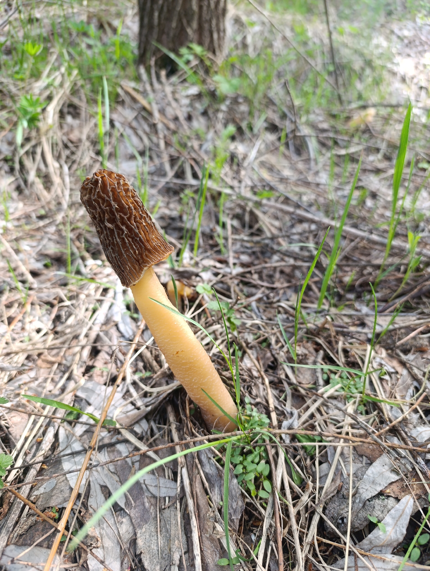 A single morel mushroom stands upright amidst a bed of dead leaves, dry twigs, and sparse green grass in an outdoor environment. The mushroom features a light brown, pitted cap atop a smooth, pale yellow stalk. A tree trunk is visible in the blurred background. The location is Unknown, Unknown.