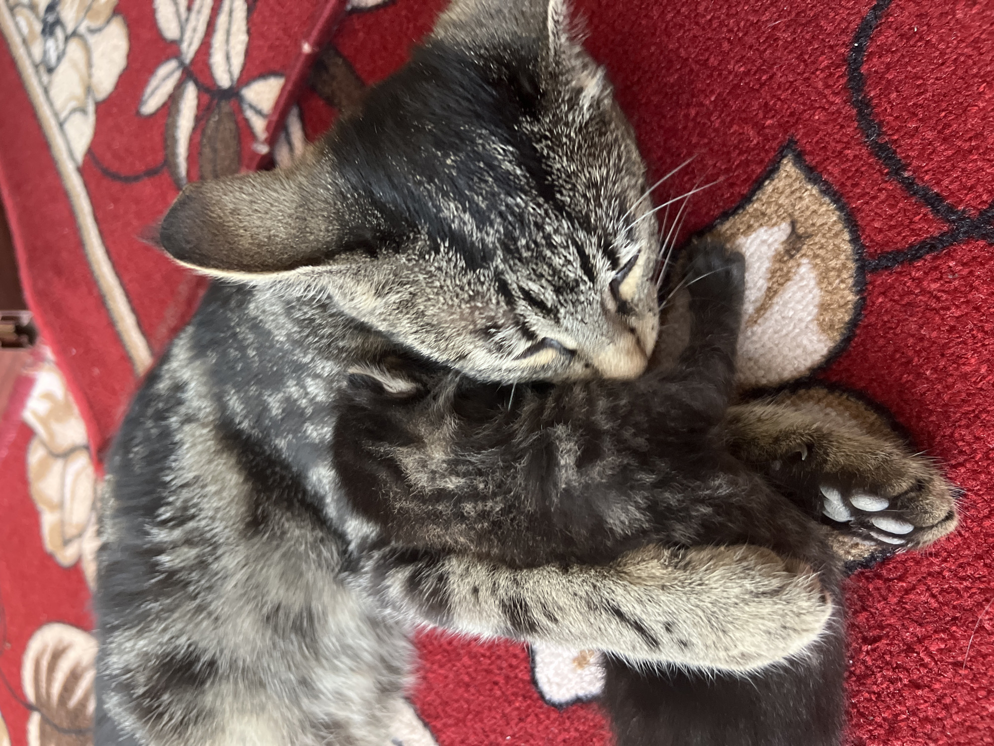 An adult tabby cat and a kitten are sleeping on a red rug with a floral pattern. The adult cat is on the right, with its head resting down. The kitten is curled up to the left of the adult cat, nestled in its fur. Their fur is a mixture of gray, black, and brown stripes. The background is out of focus, showing more of the red rug. The scene appears to be indoors.
