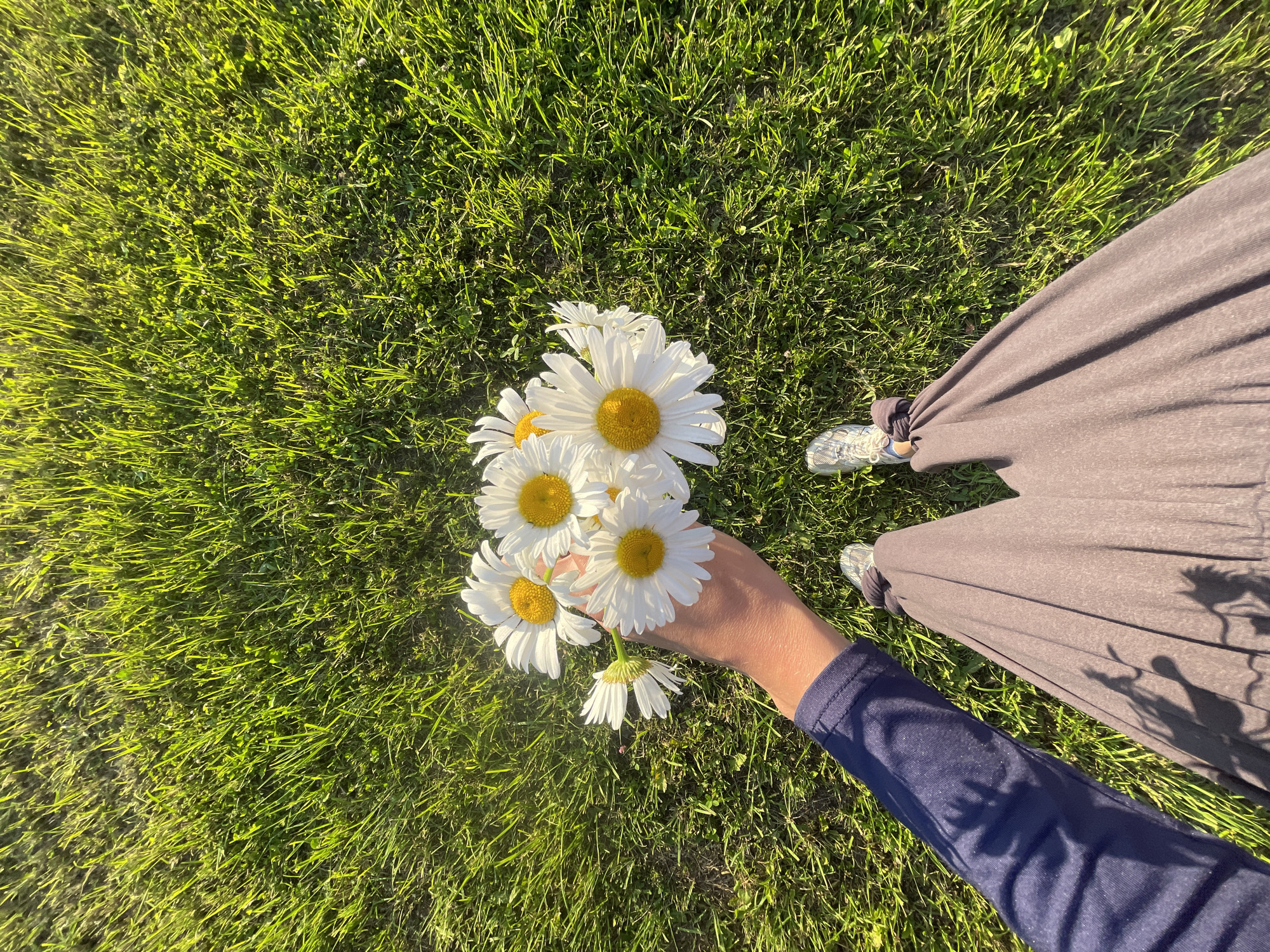 The image shows a person holding a bouquet of white daisies with yellow centers. The person is wearing a dark blue long-sleeved shirt and a brown pleated skirt. They are also wearing white and grey sneakers. The background is a lush green lawn, bathed in bright sunlight, casting long shadows from unseen objects. The scene is shot from a high-angle perspective, looking down at the person's legs and outstretched hand. The location is identified as the city of Подшивалово, Russia.