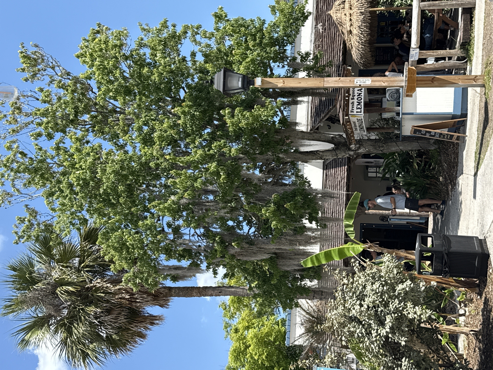 The image shows an outdoor scene in Saint Augustine, Florida, United States. In the foreground is a large tree with Spanish moss hanging from its branches, next to a palm tree. Behind the trees, there's a building with a thatched roof, possibly a small business or eatery. Signage is visible, including one promoting "Fresh Squeezed Lemonade," and other signs with smaller print are present. Two individuals are standing near an entrance to the building, while a black trash receptacle sits nearby. The surroundings include other greenery and a paved walkway. The sky is blue, suggesting a sunny day.
